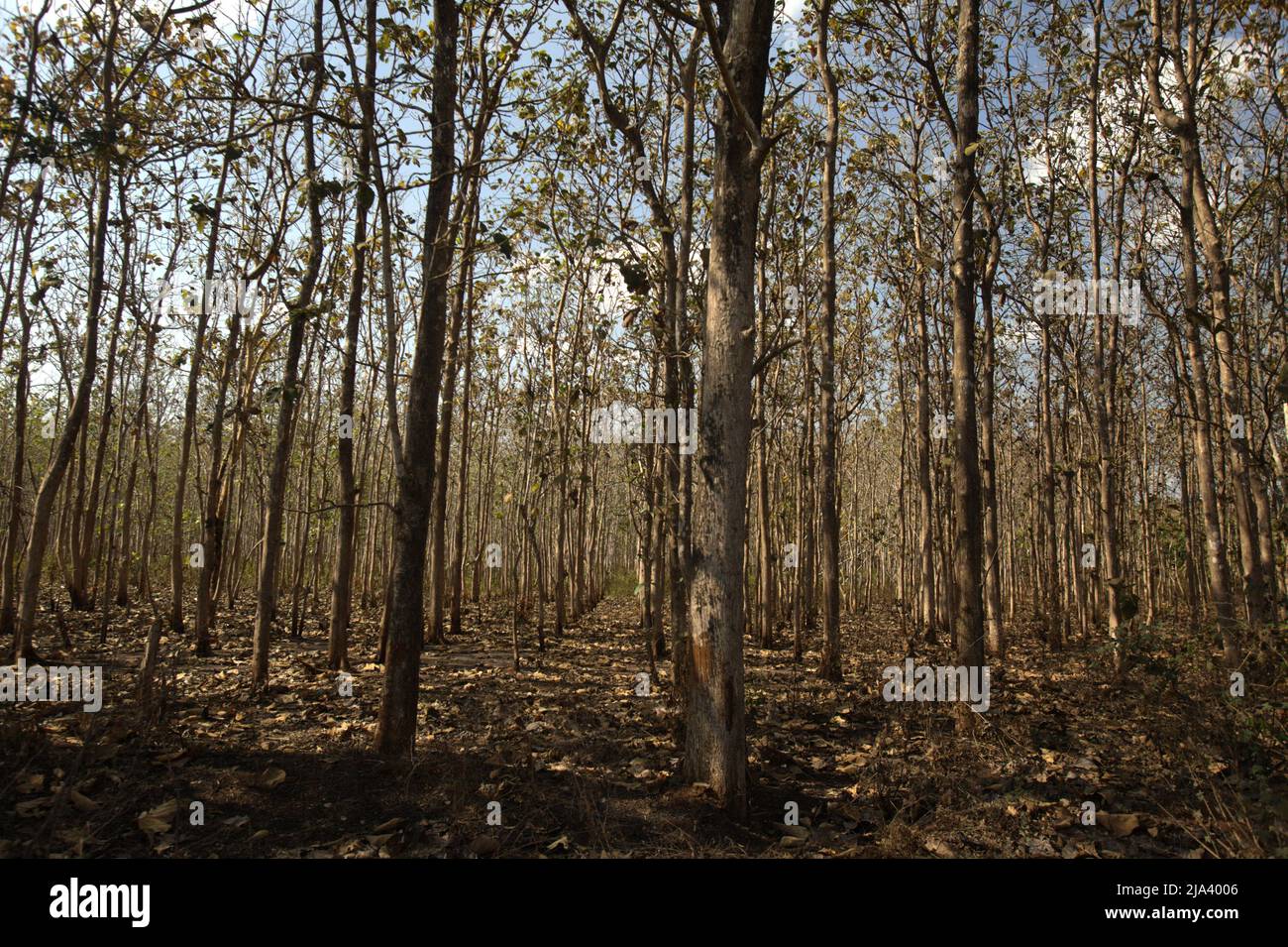 A teak plantation during dry season on the outskirts of Waikabubak in West Sumba, East Nusa Tenggara, Indonesia. Stock Photo