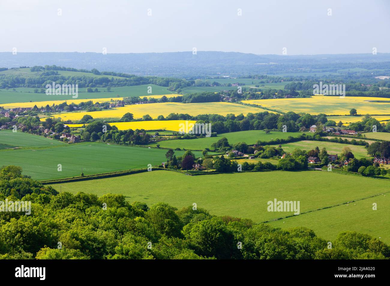 Idyllic english rural landscape with grazing sheep and yellow rapeseed fields as viewed from South Downs hill in Sussex, Southern England, UK Stock Photo