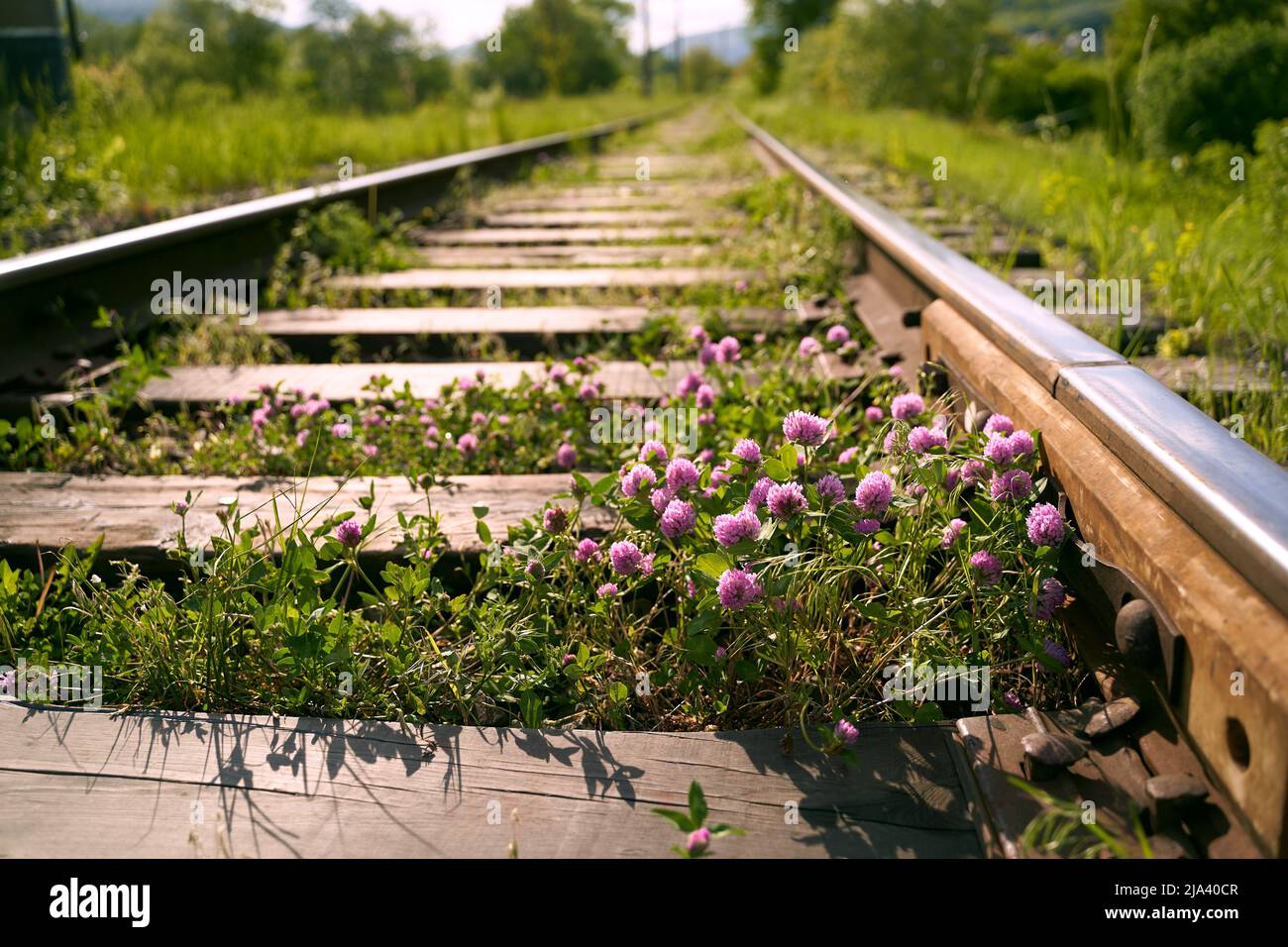 Pink violet blooming clover aka trifolium pratense growing between rails on railway in the fields Stock Photo