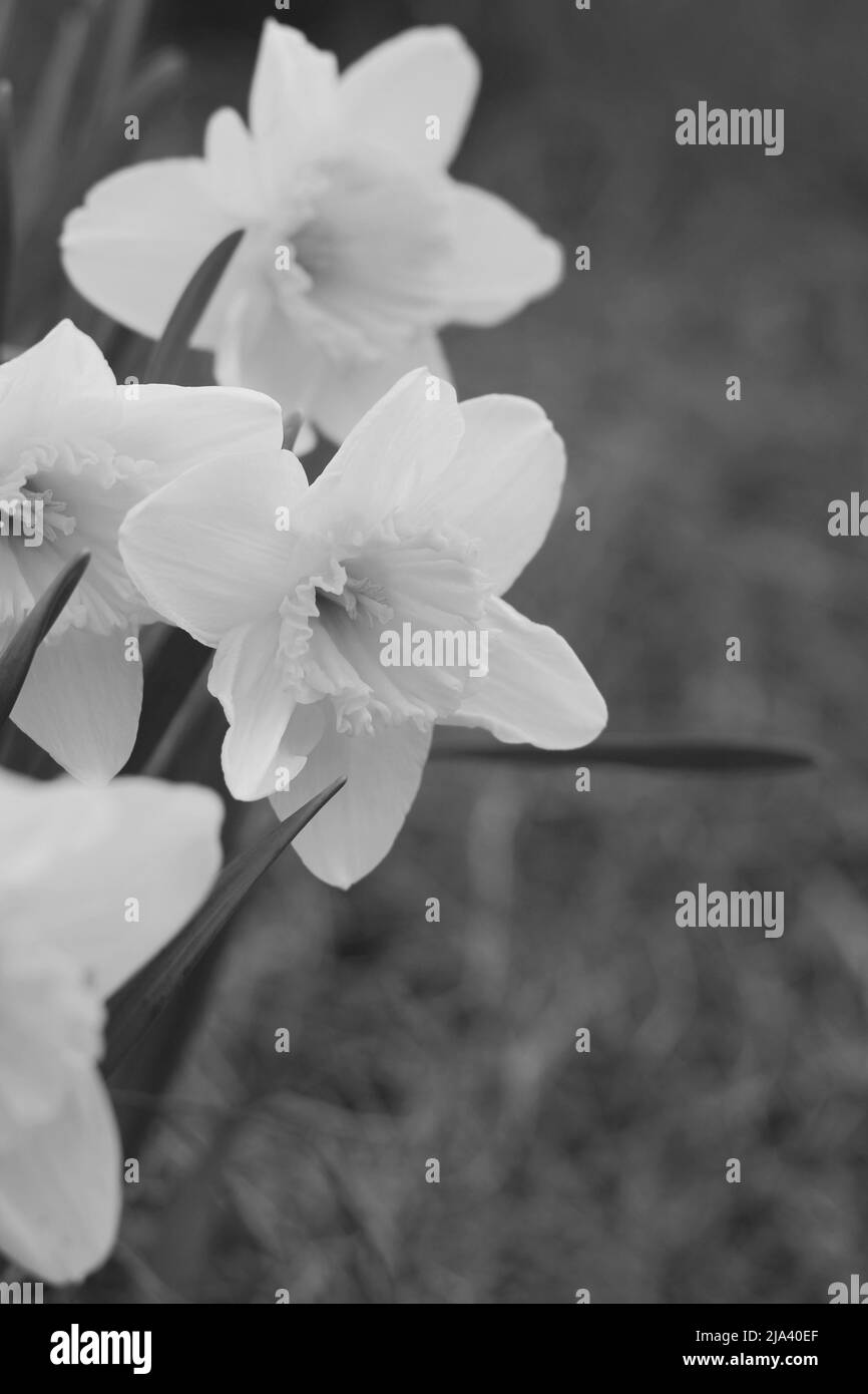 Wild daffodil flowers growing on the side of the hill Stock Photo Alamy