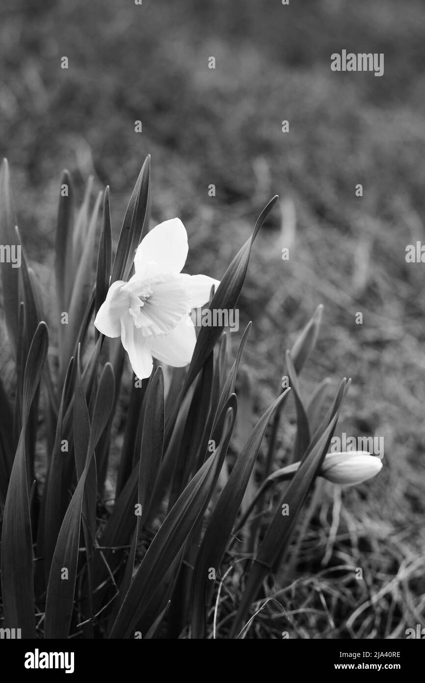 Daffodils field Black and White Stock Photos & Images Alamy