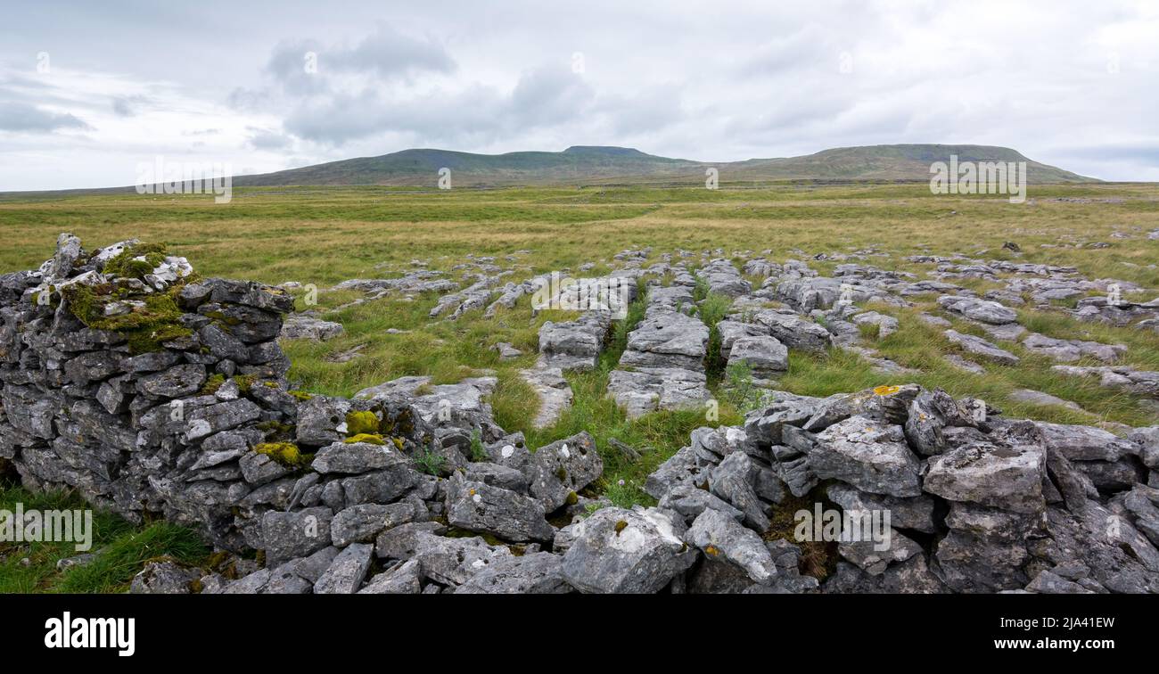 Crumbled drystone wall on the approach to Ingleborough, one of the Yorkshire Three Peaks, under overcast sky. Taken while walking the Dales High Way. Stock Photo