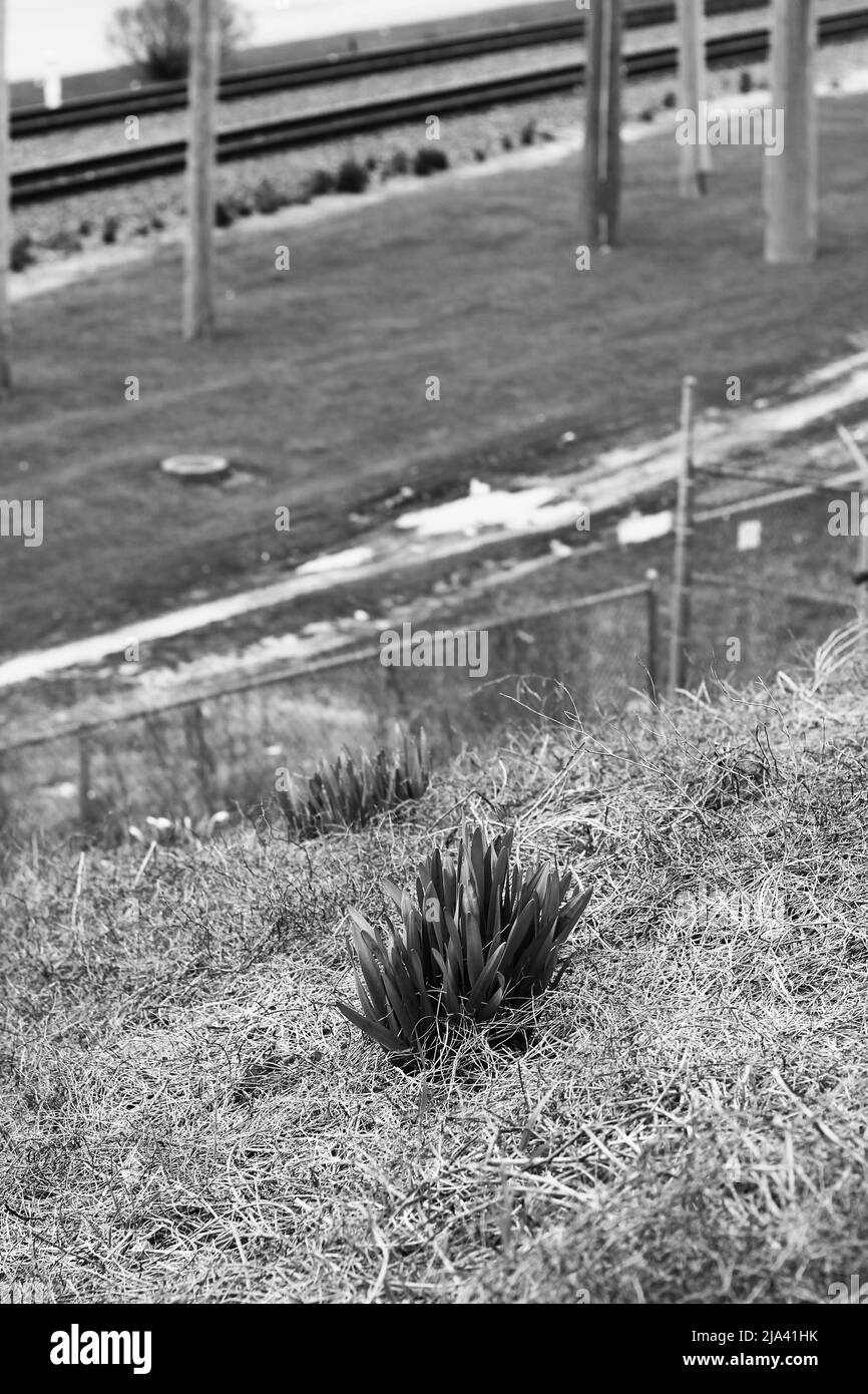 Daffodils field Black and White Stock Photos & Images Alamy