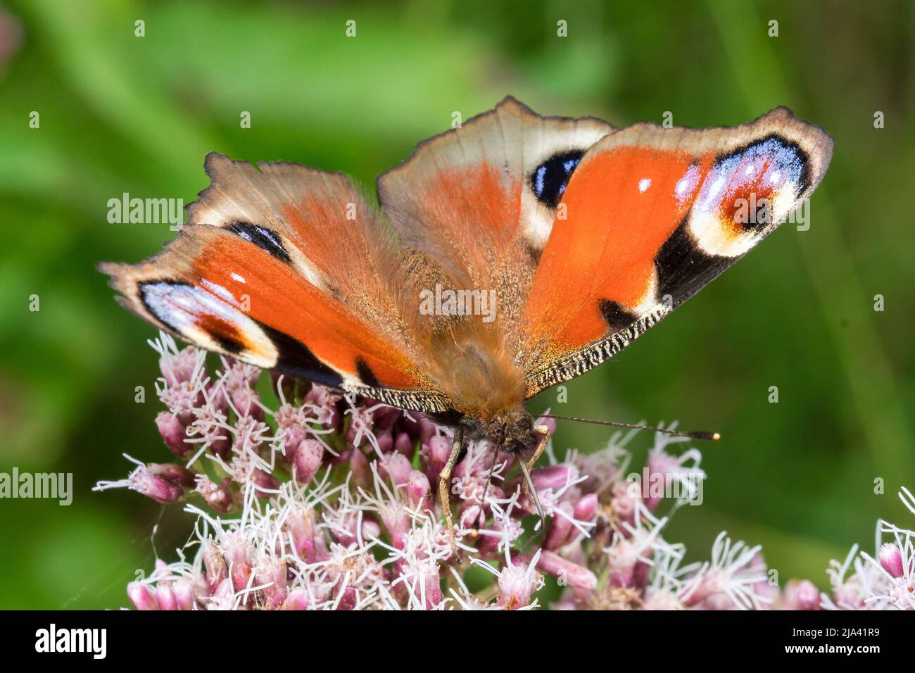 Beautiful insects hi-res stock photography and images - Alamy
