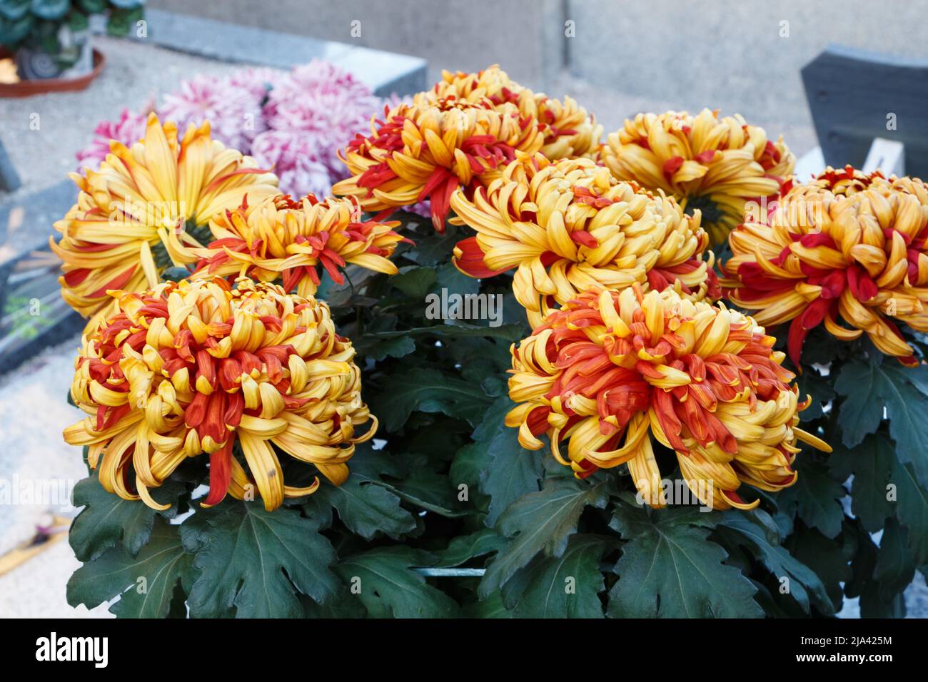 Orange chrysanthemum plant on a tombstone for All Saints Day Stock Photo