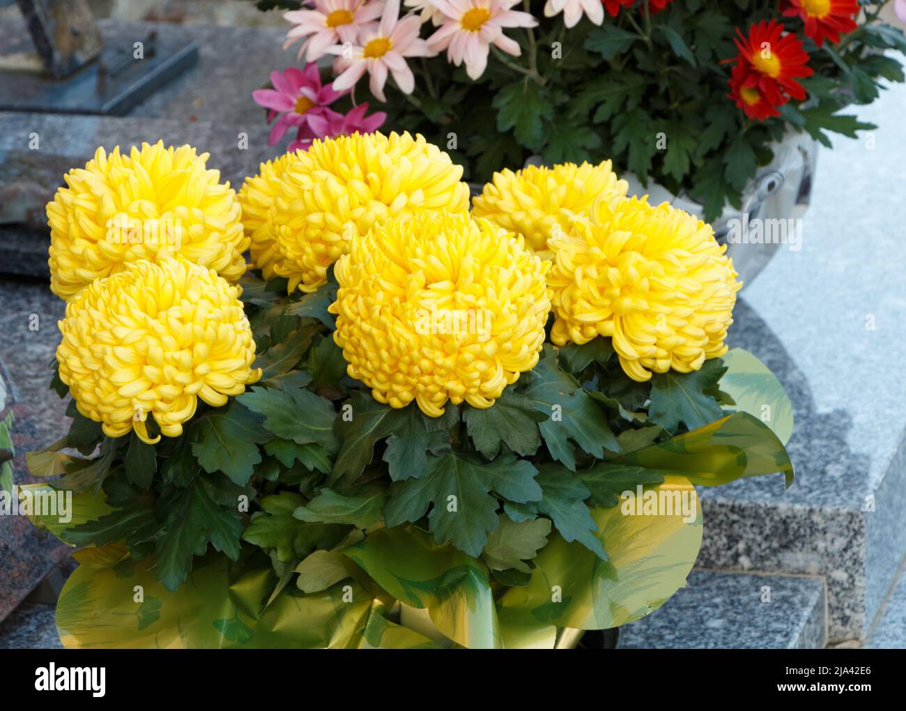 Yellow chrysanthemum plant on a tombstone for All Saints Day Stock Photo