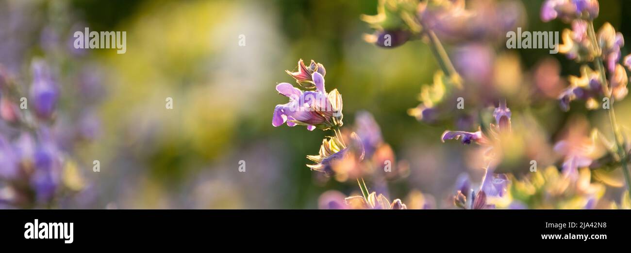 Blossom sage plant close up view, officinal herbs, gardening concept. Nature detail in delicate pastel colors Stock Photo
