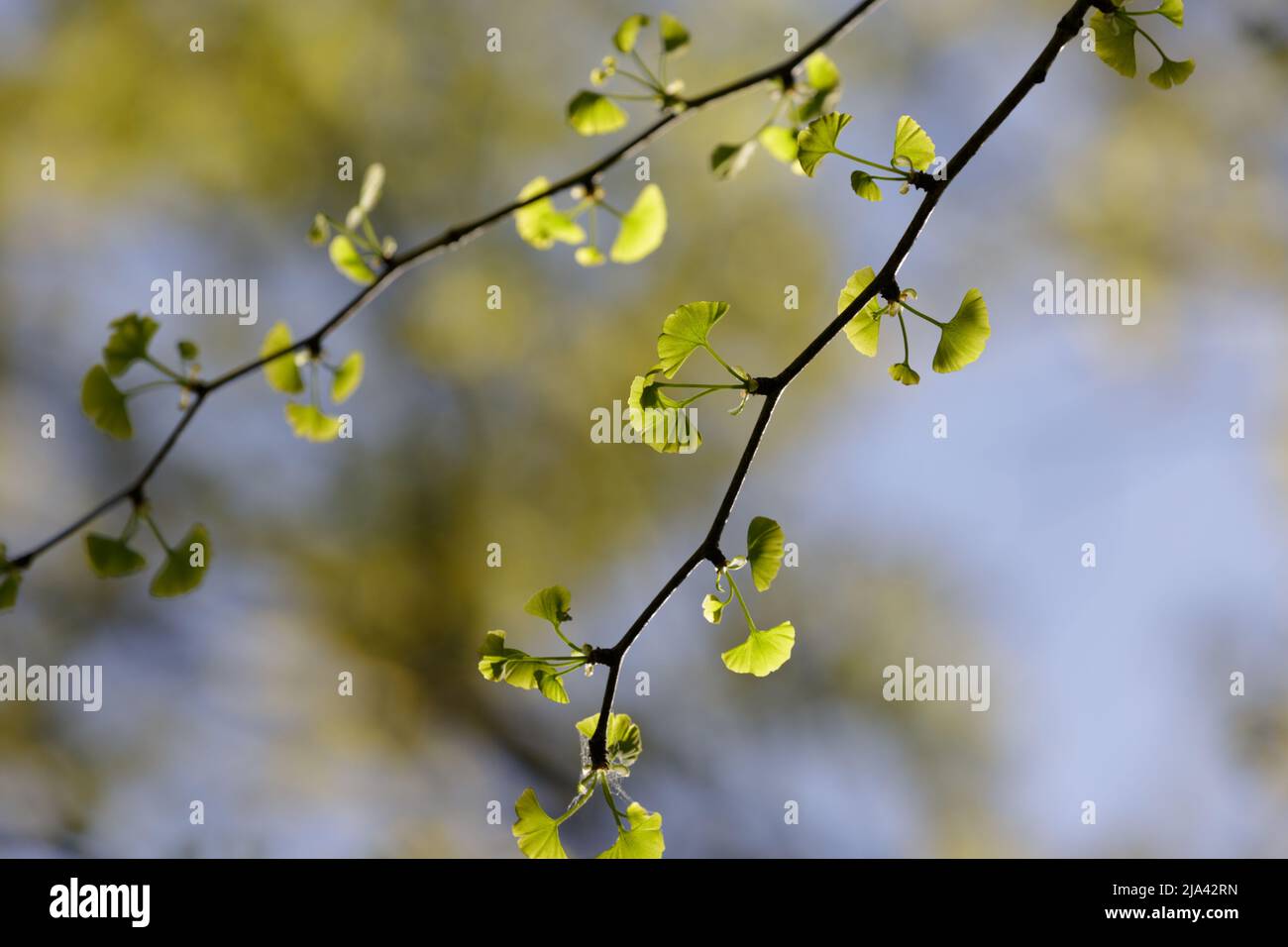 Ginkgo biloba. First spring foliage. Young small green leaves in bright contrasting light with a blurry background Stock Photo