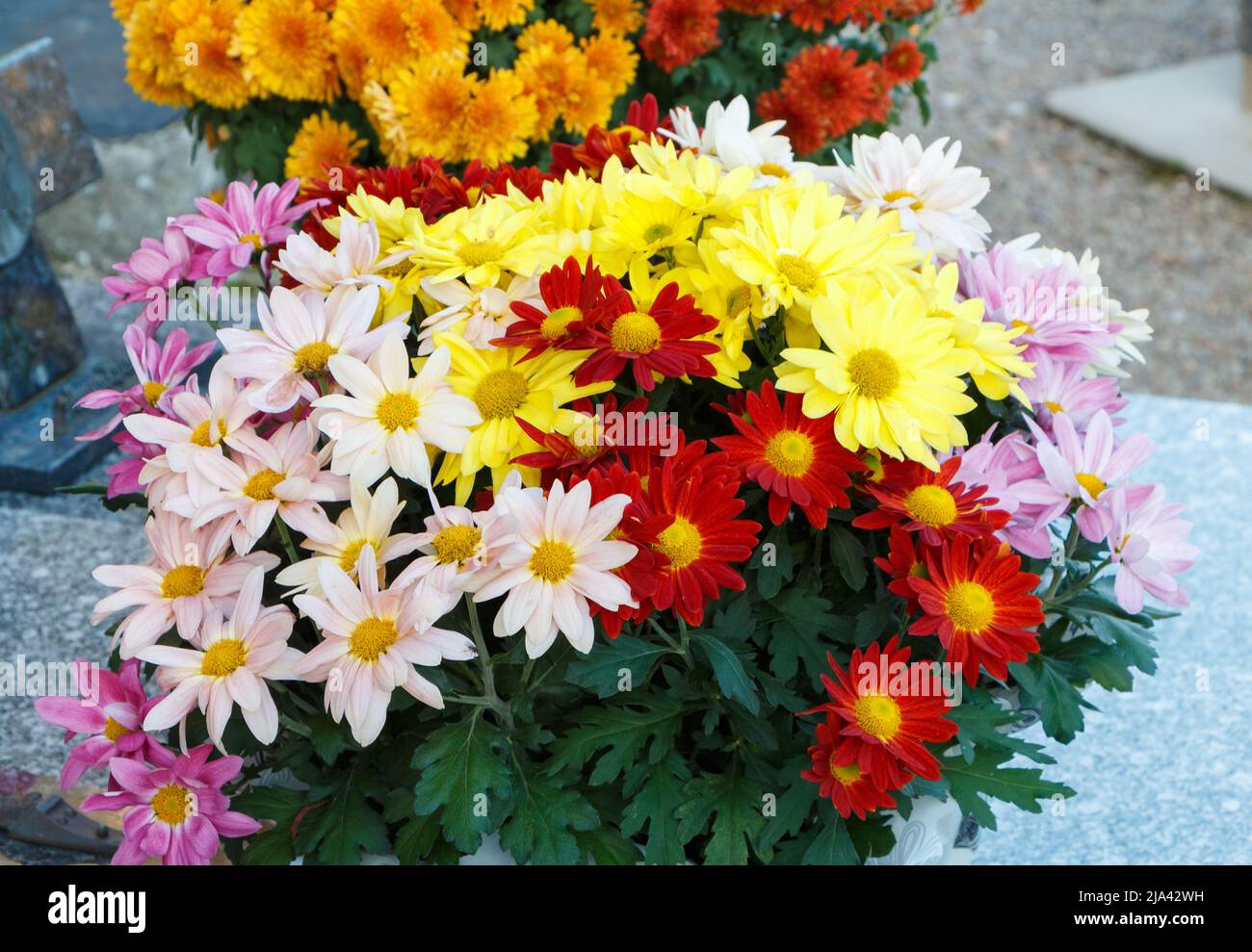 Multicolored chrysanthemum plant on a tombstone for All Saint Day Stock Photo