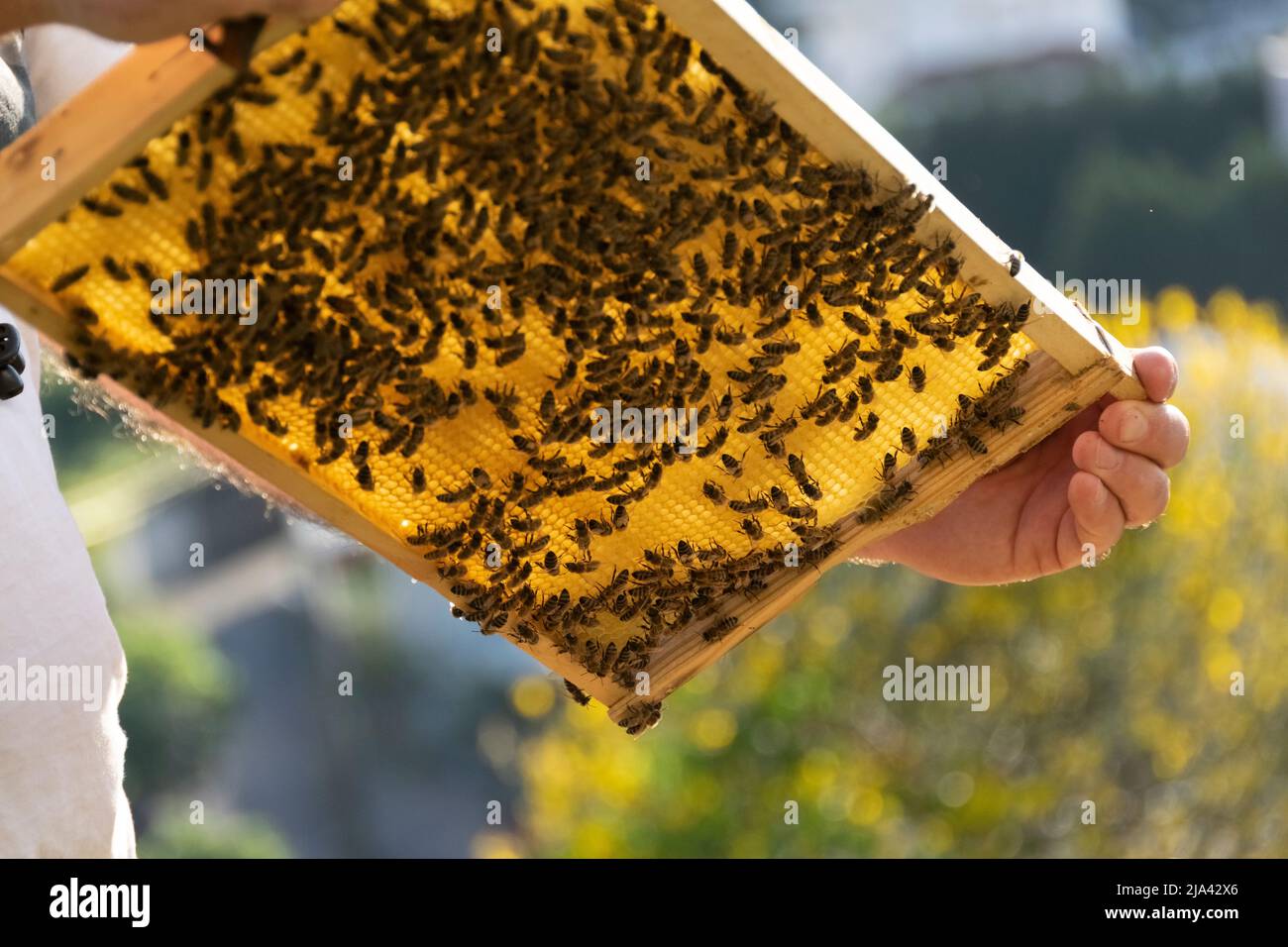Apiculture, working with the bees, agricultural activities Stock Photo