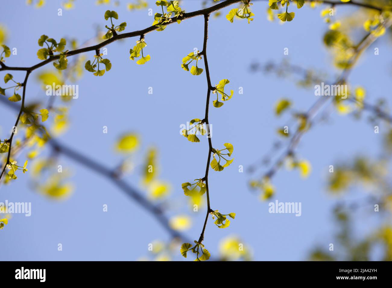 Ginkgo biloba. First spring foliage. Young small green leaves in bright contrasting light with a blurry background and blue sky Stock Photo