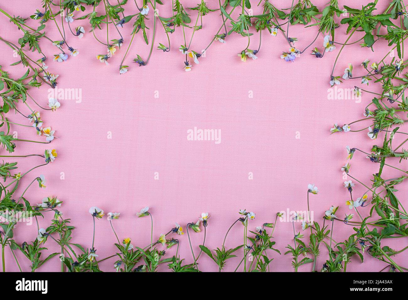Very small wildflowers hi-res stock photography and images - Alamy