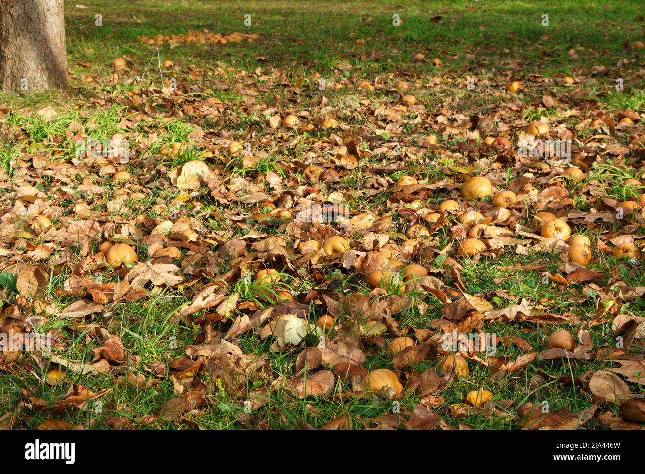 Apples between dead leaves on the ground in an orchard during autumn Stock Photo