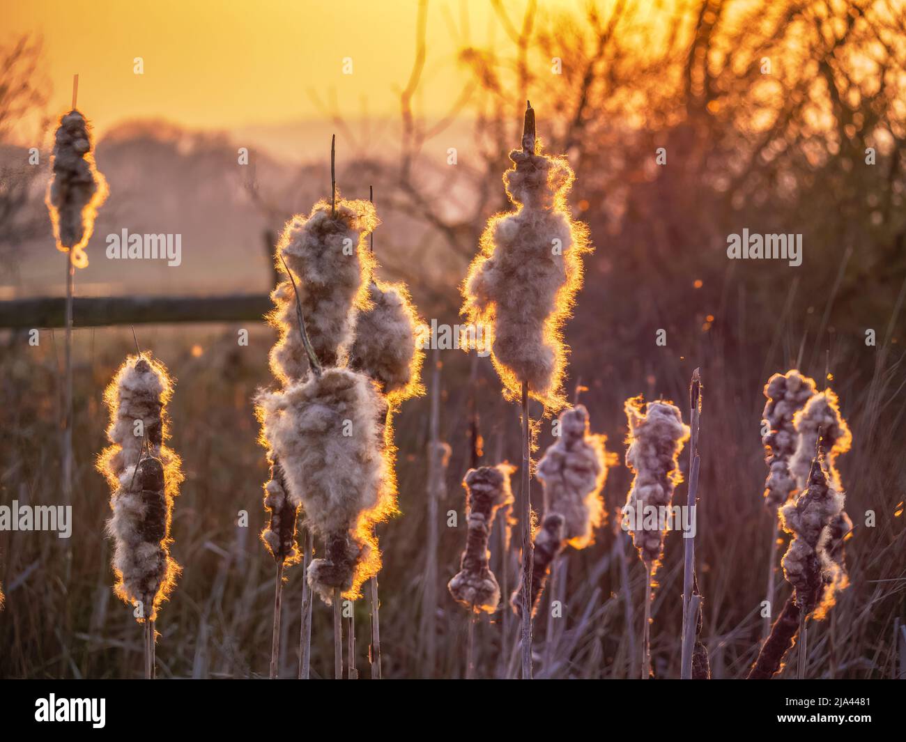Bulrushes in the evening sunlight Southdowns West Sussex UK Stock Photo