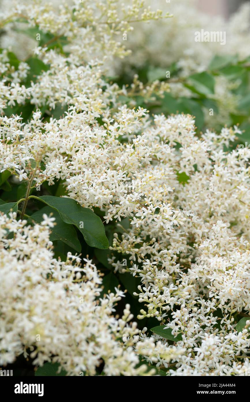 Italy, Lombardy, Chinese Privet Flowers, Ligustrum Sinense Stock Photo