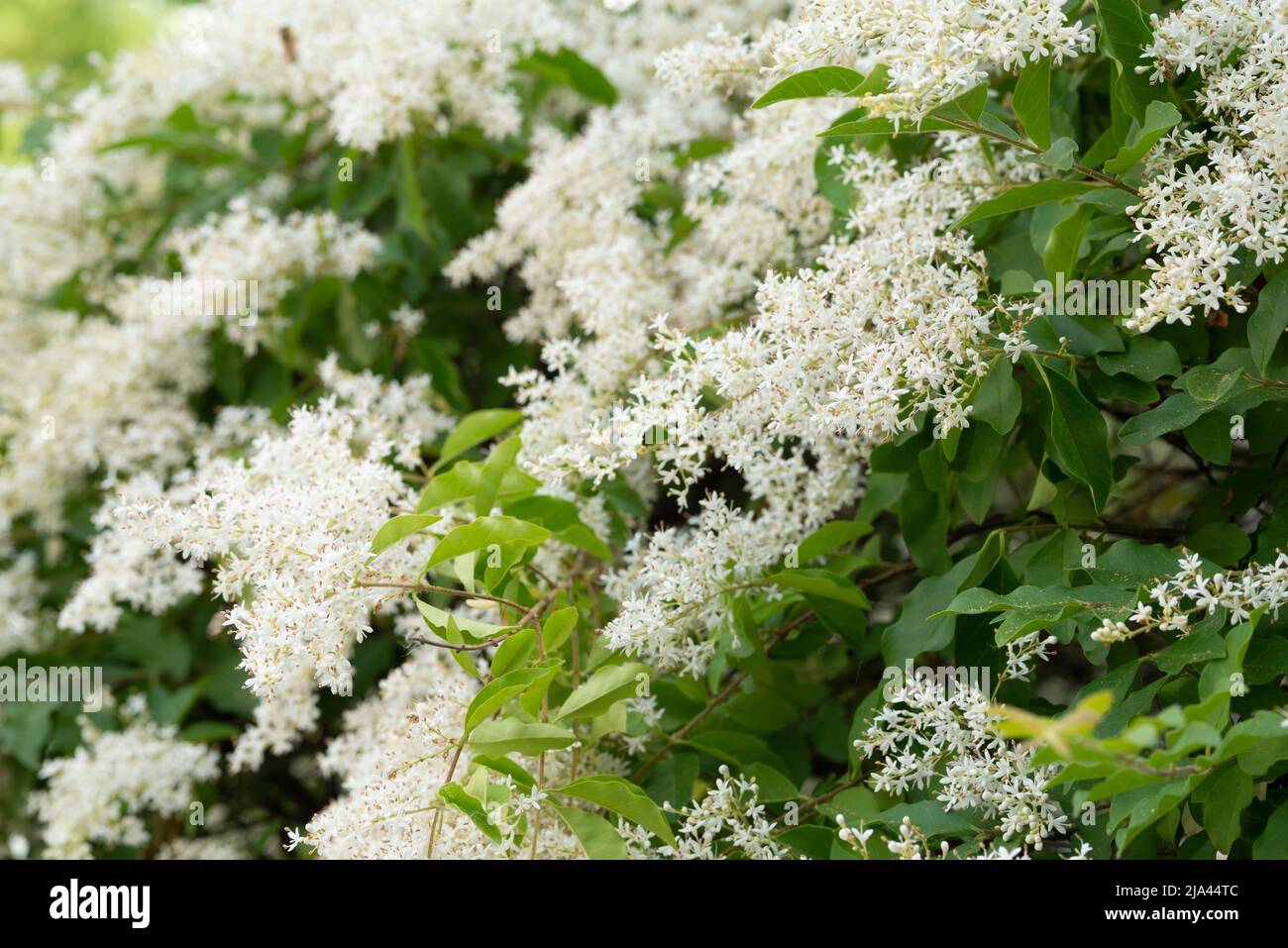 Italy, Lombardy, Chinese Privet Flowers, Ligustrum Sinense Stock Photo