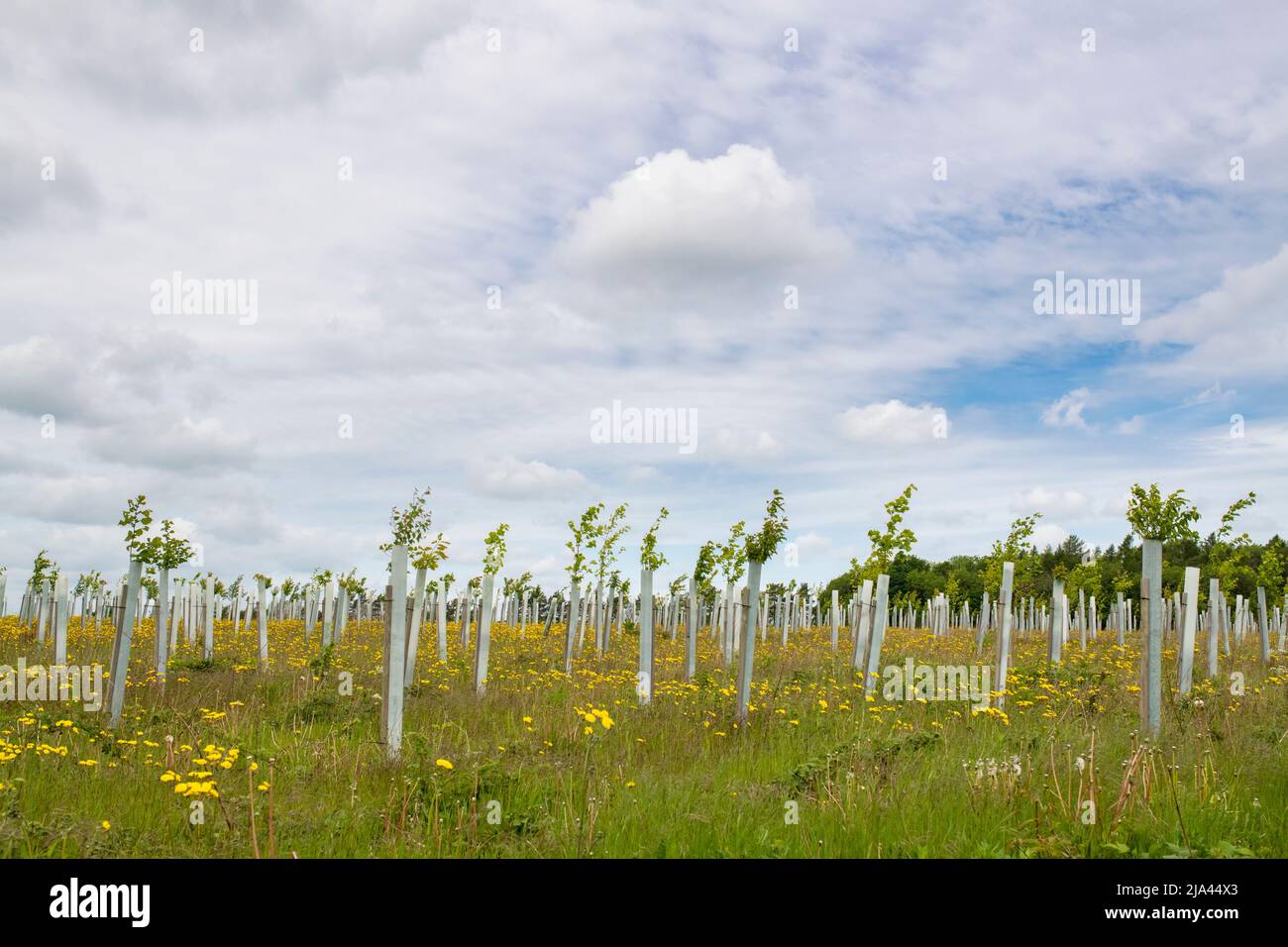 Young planted trees in the cotswold countryside. Cotswolds, Oxfordshire, England Stock Photo