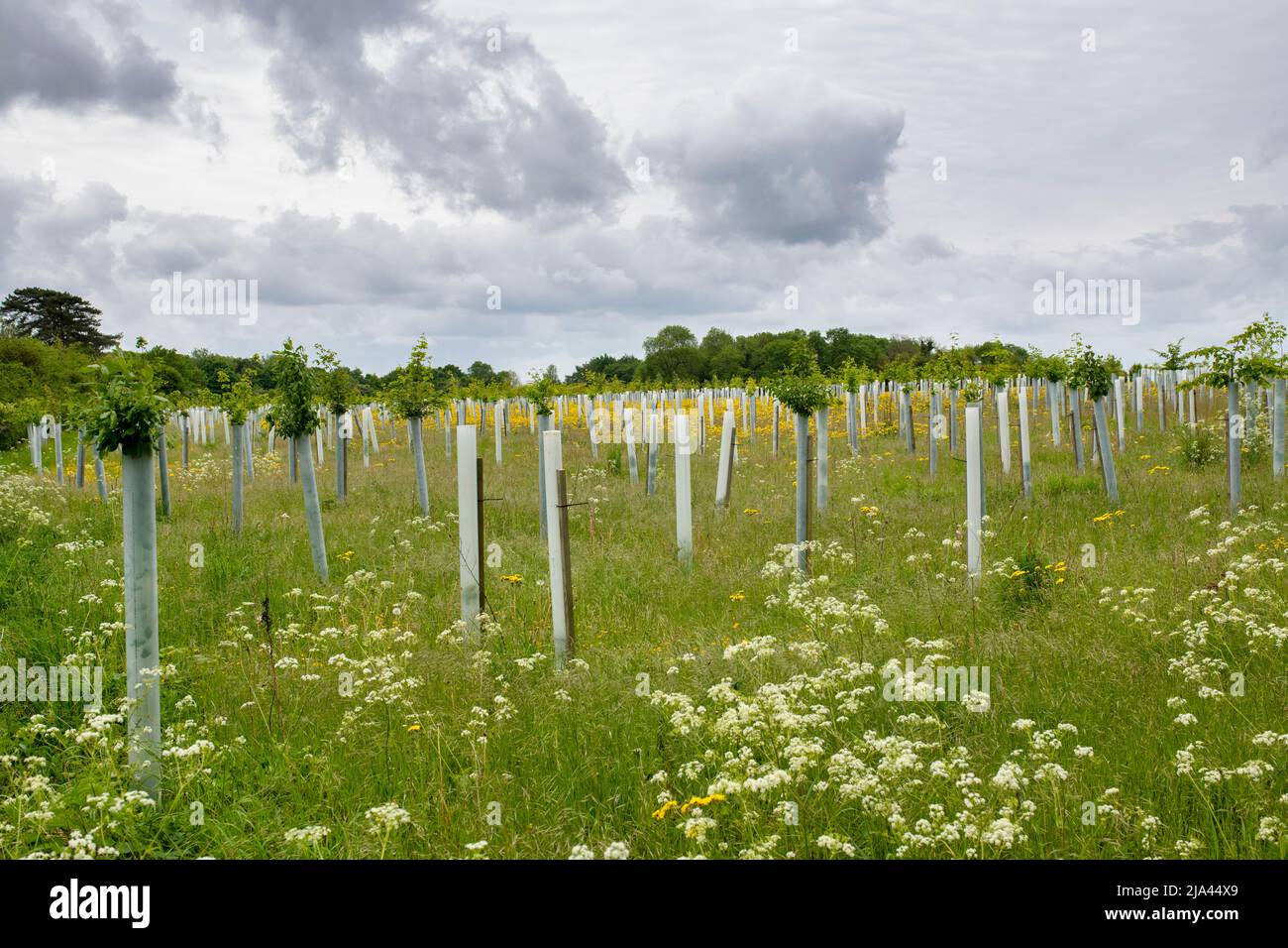 Young planted trees in the cotswold countryside. Cotswolds, Oxfordshire, England Stock Photo