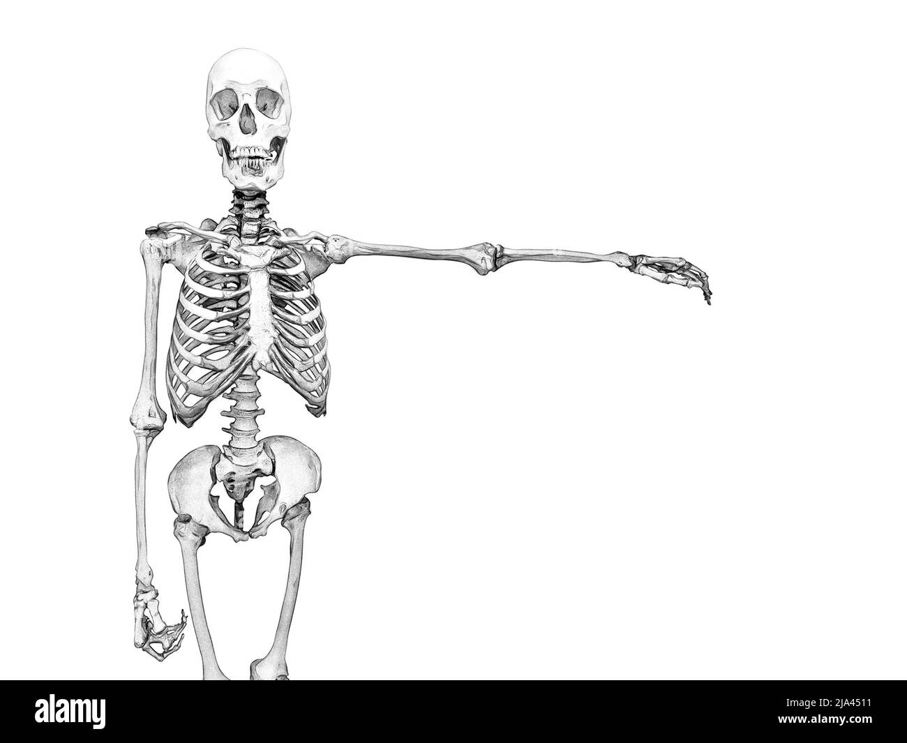 black and white drawing of a human skeleton on a white background Stock ...