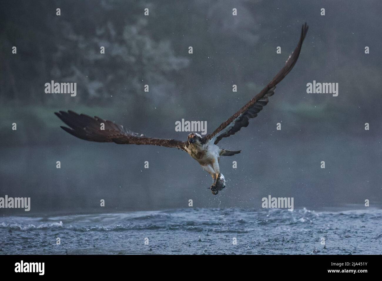 The osprey on the River Gwash. OAKHAM, UK MAJESTIC photographs have