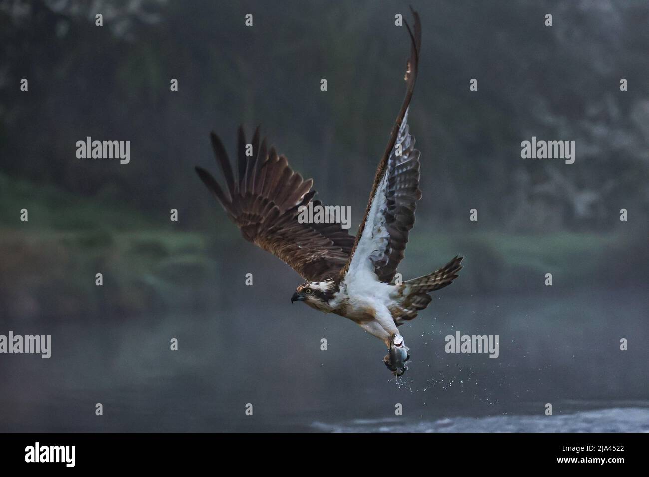 The osprey on the River Gwash. OAKHAM, UK MAJESTIC photographs have
