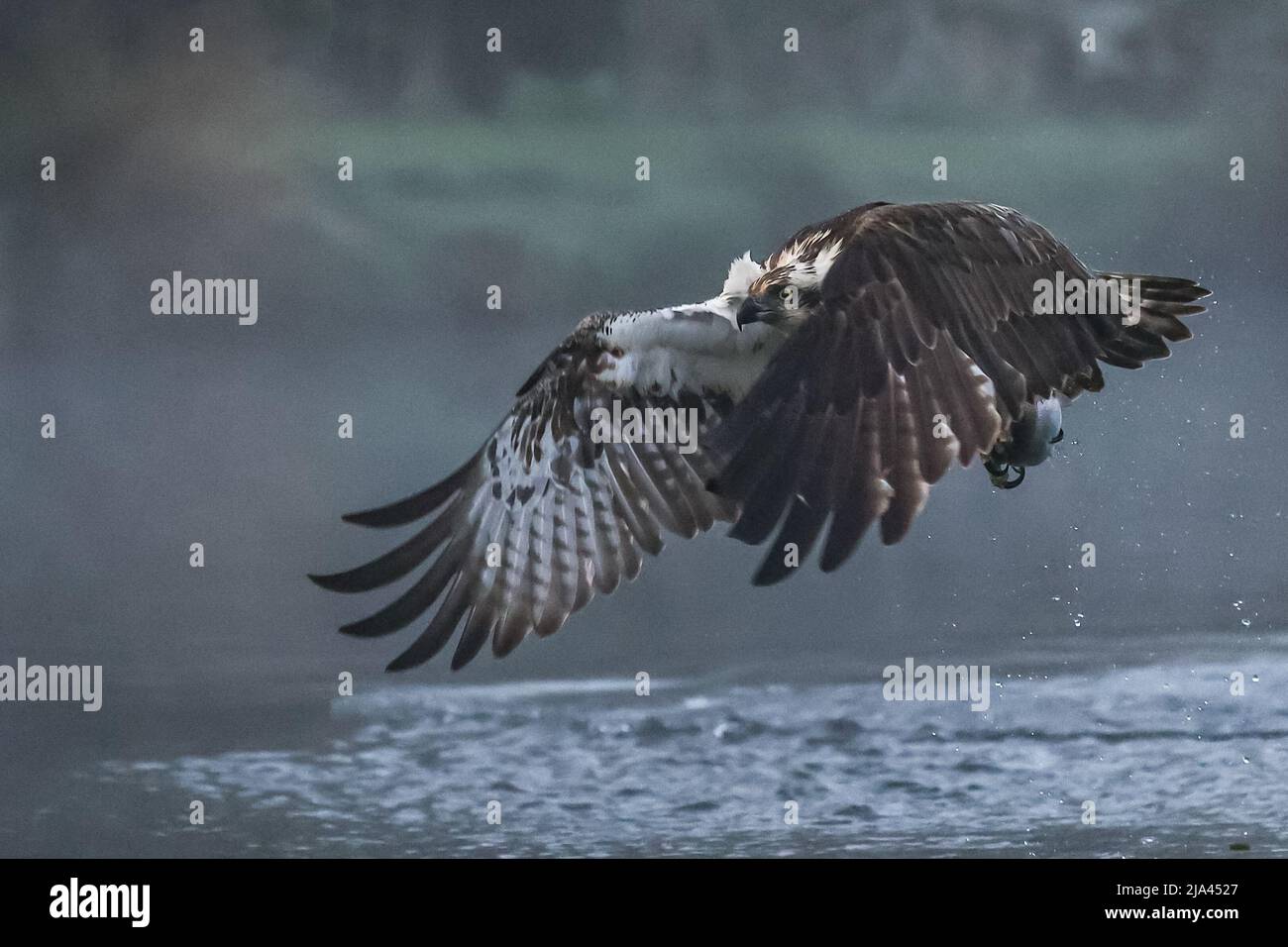 The osprey on the River Gwash. OAKHAM, UK MAJESTIC photographs have