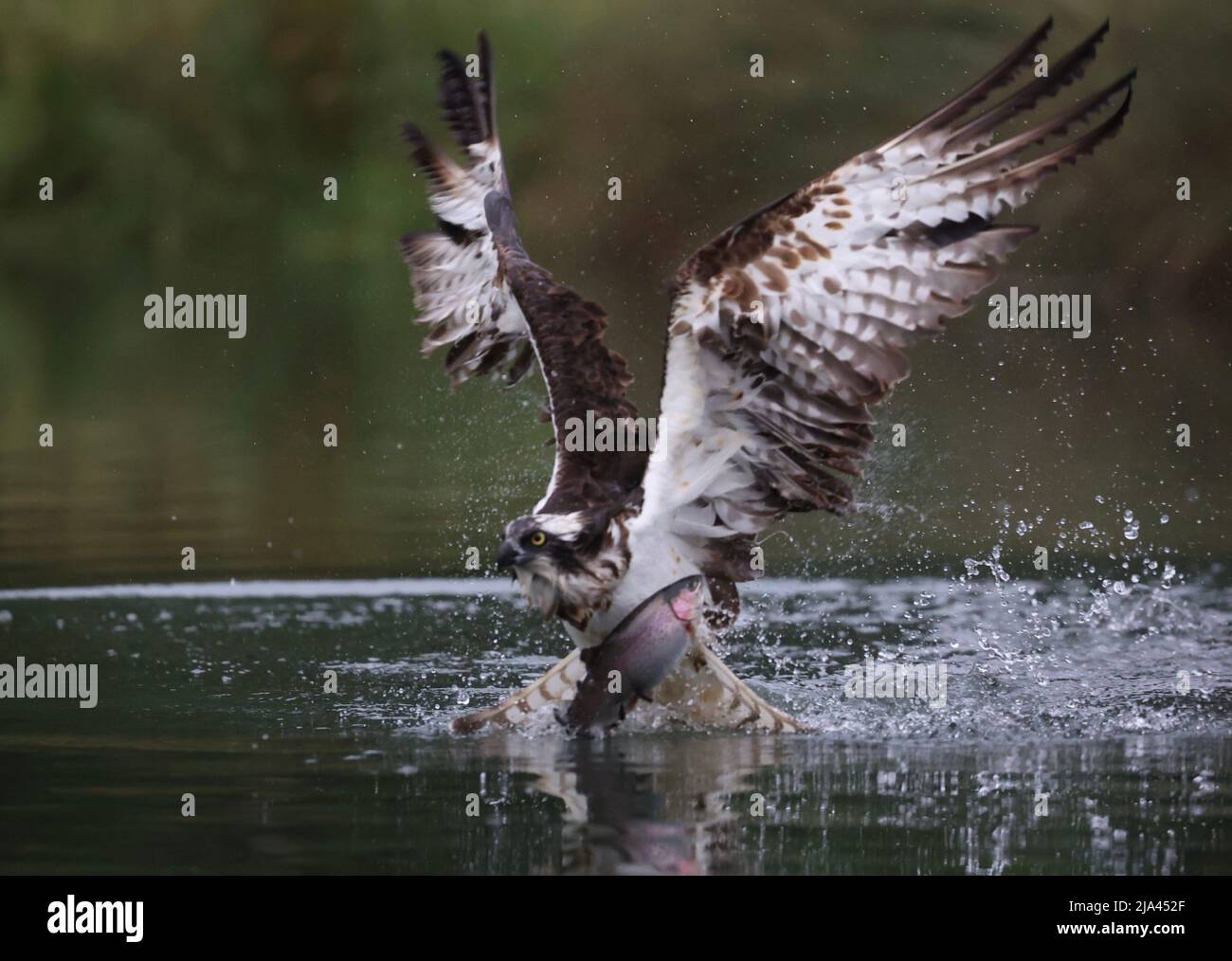 The osprey on the River Gwash. OAKHAM, UK MAJESTIC photographs have