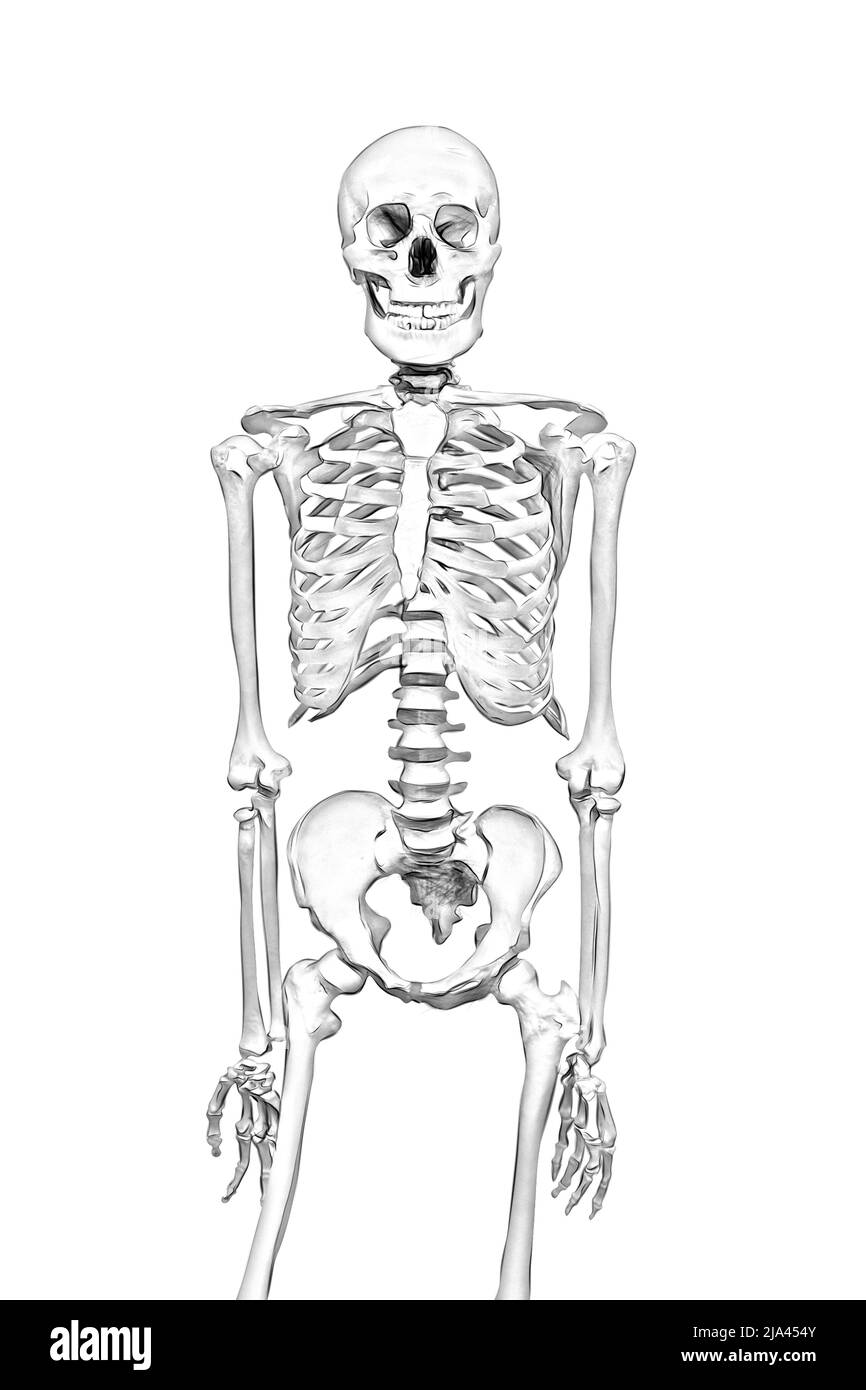 black and white drawing of a human skeleton on a white background Stock ...