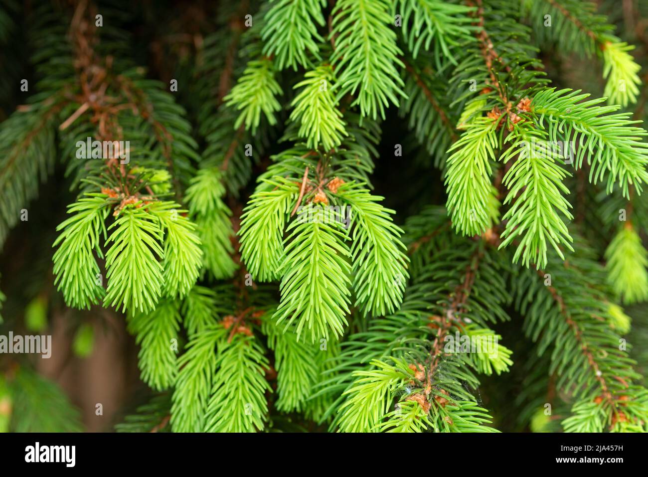 Norway Spruce Plant, Picea Abies Stock Photo
