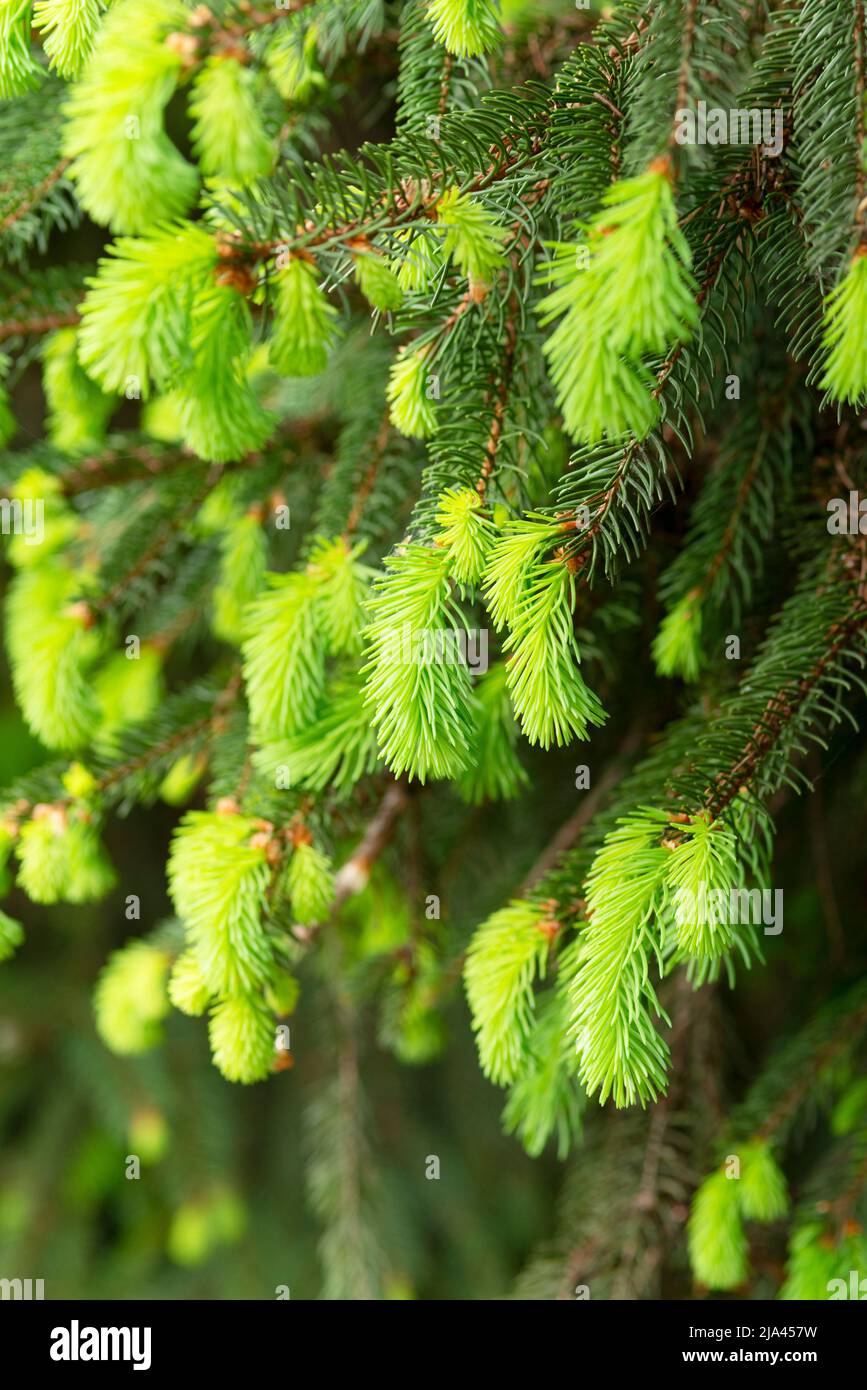 Norway Spruce Plant, Picea Abies Stock Photo