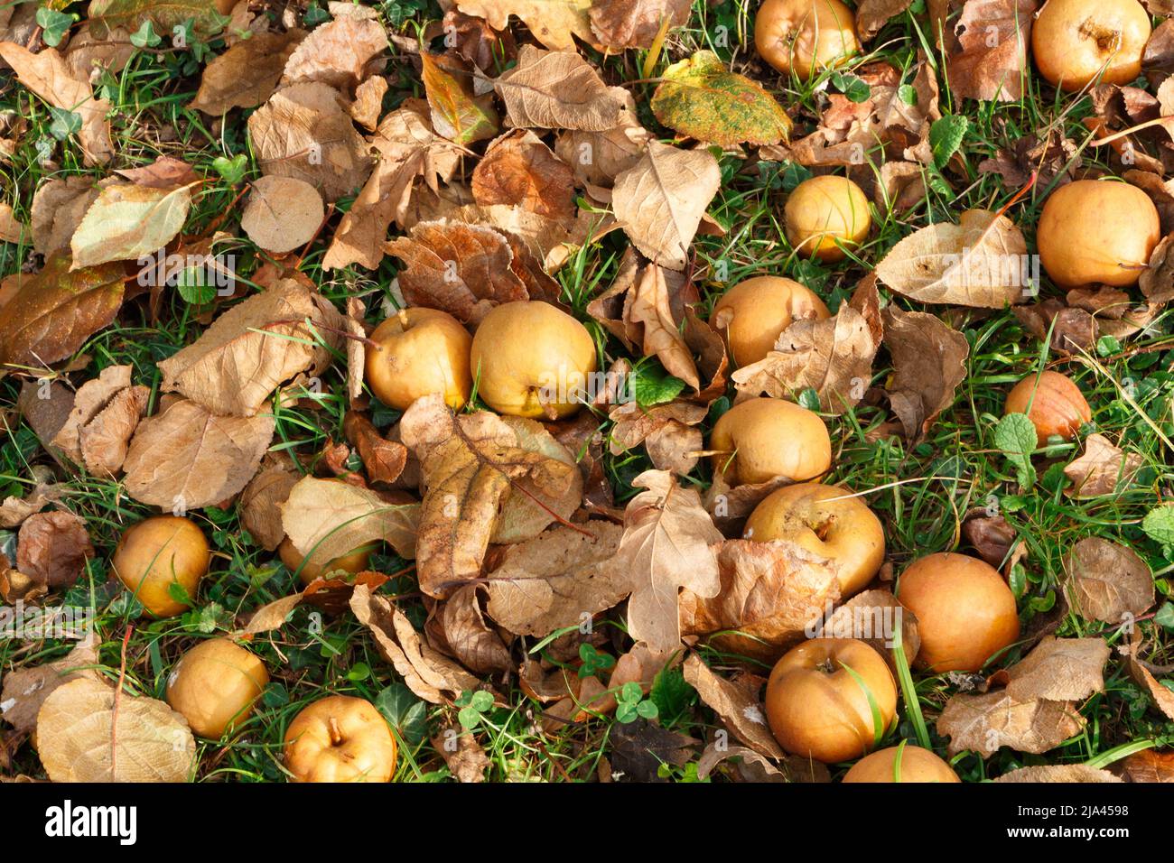 Apples and dead leaves on the ground during autumn Stock Photo