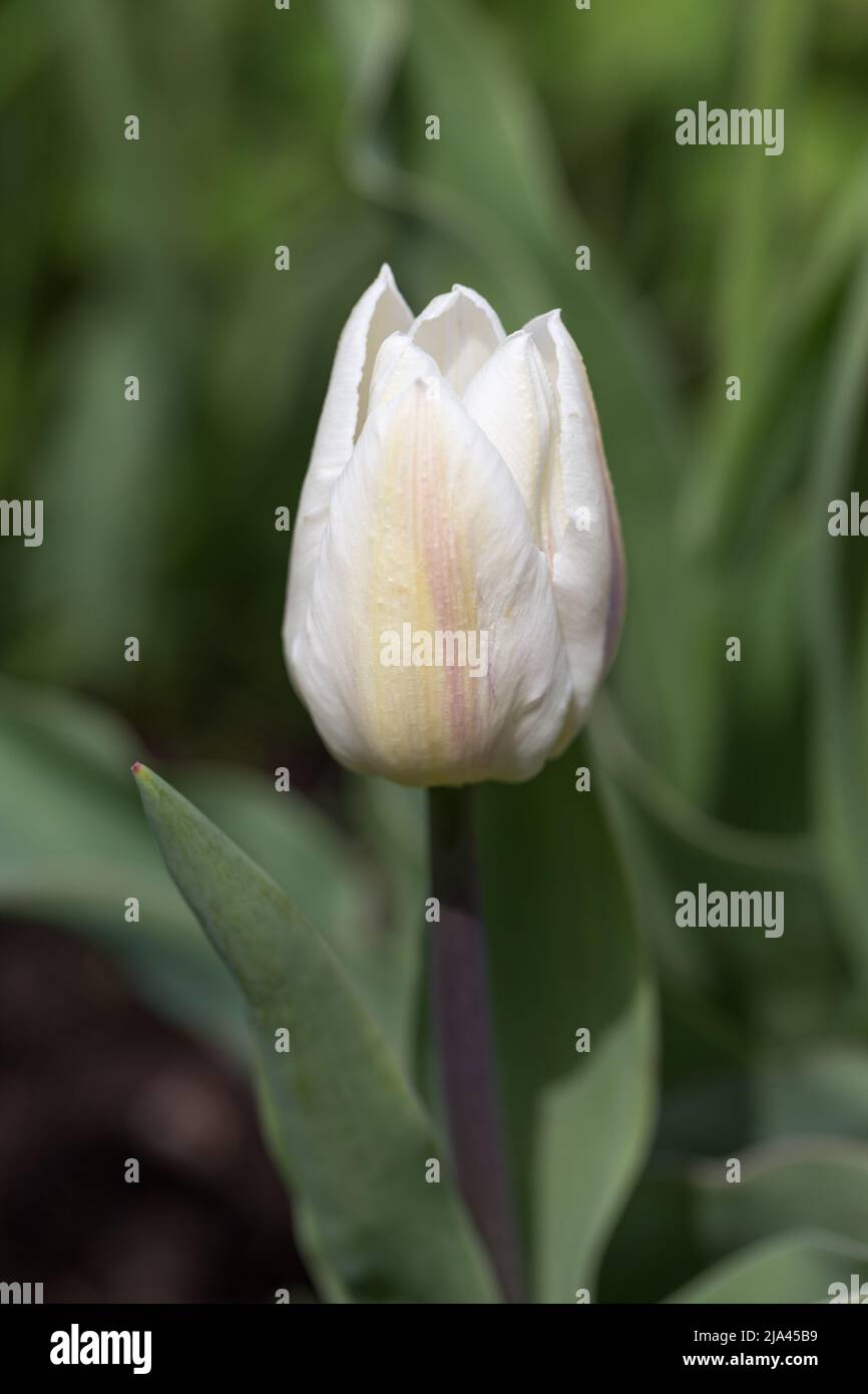 White Tulips single early Coquette close up Stock Photo