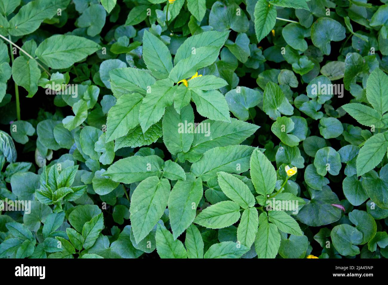 Aegopodium podagraria and Chrysosplenium alternifolium L. Stock Photo
