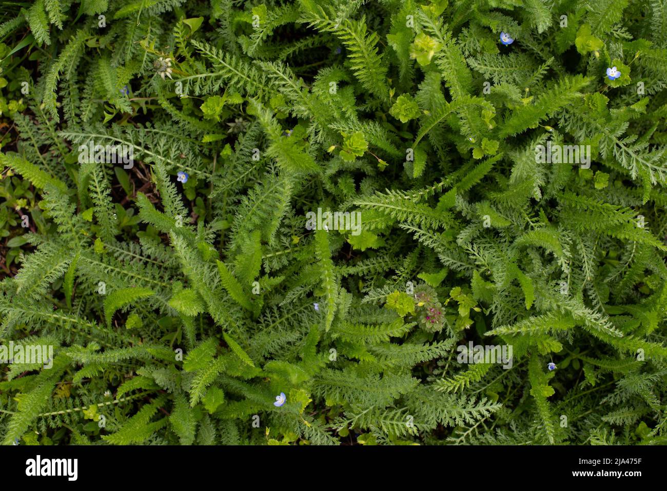 Green fern. Green lawn. High quality photo Stock Photo