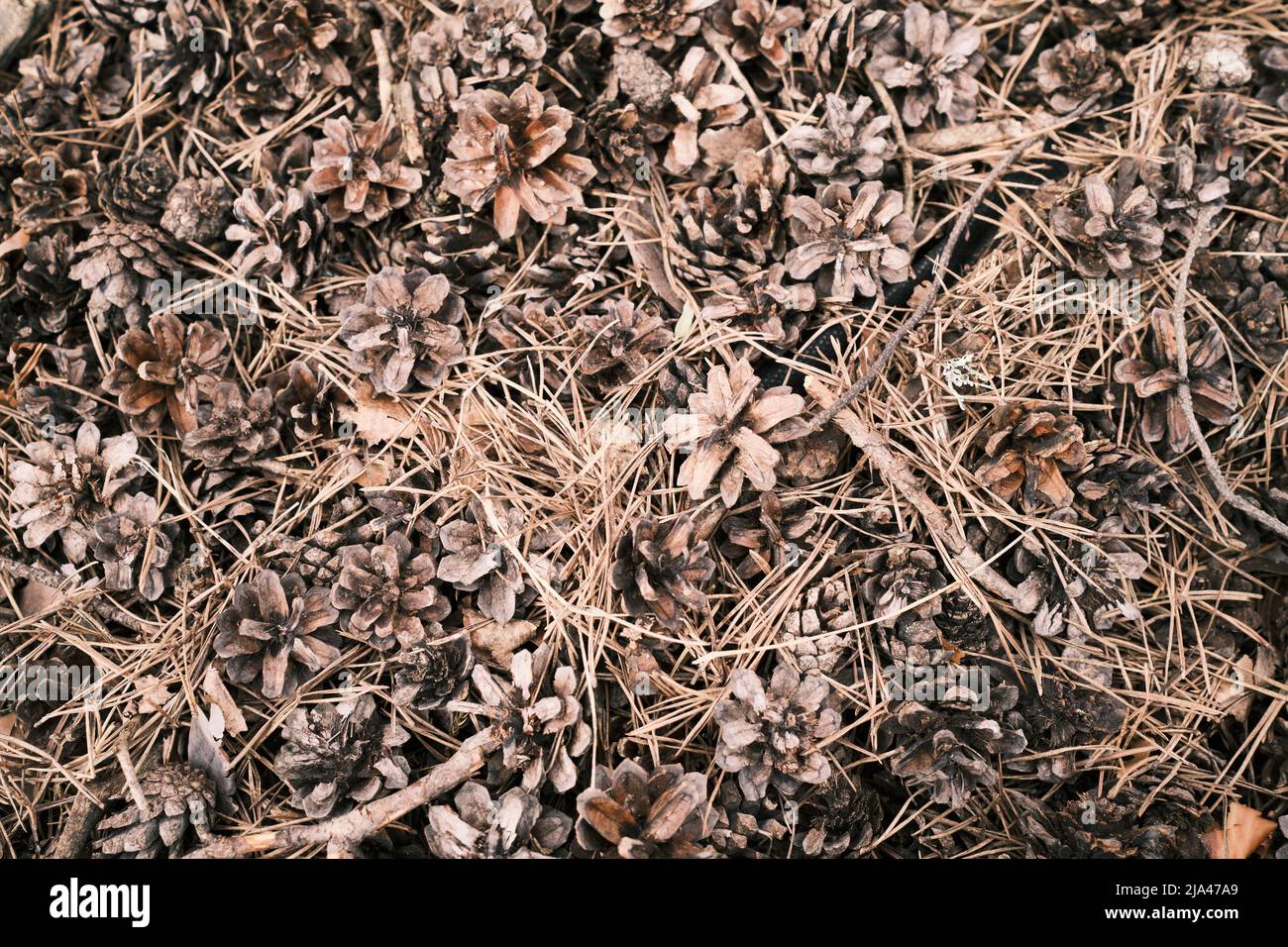 Pine or spruce cones lie on old dried up foliage and on pine needles. close-up.  Stock Photo