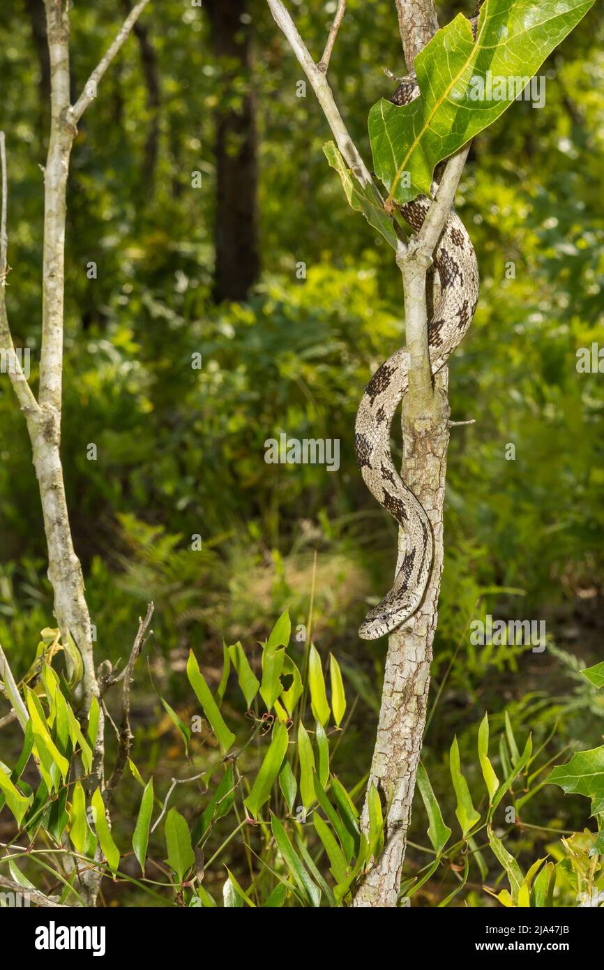 Gray Ratsnake - Pantherophis spiloides Stock Photo