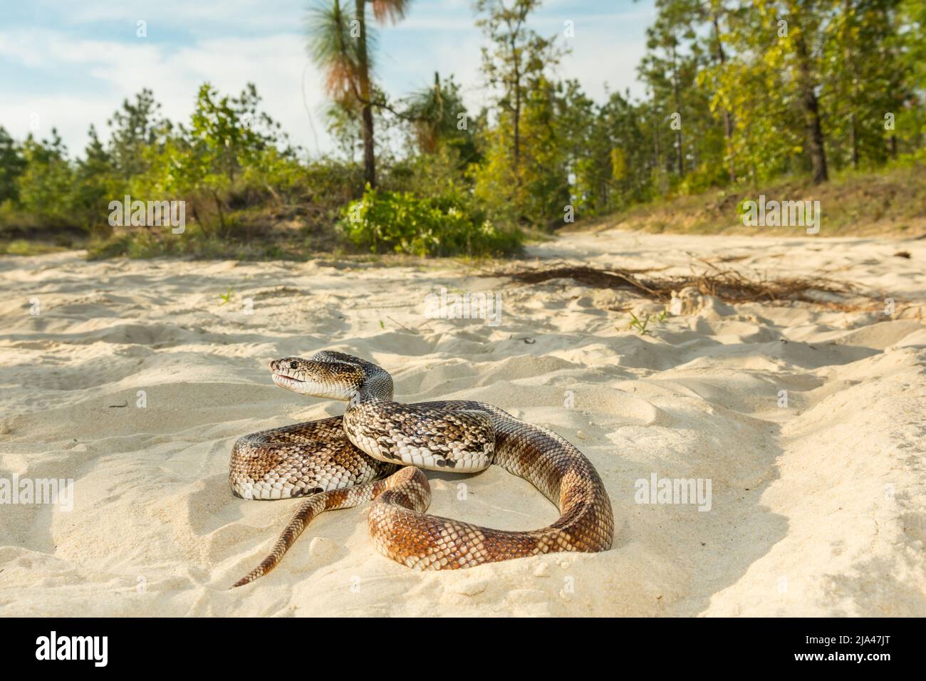 Florida Pine Snake - Pituophis melanoleucus mugitus Stock Photo