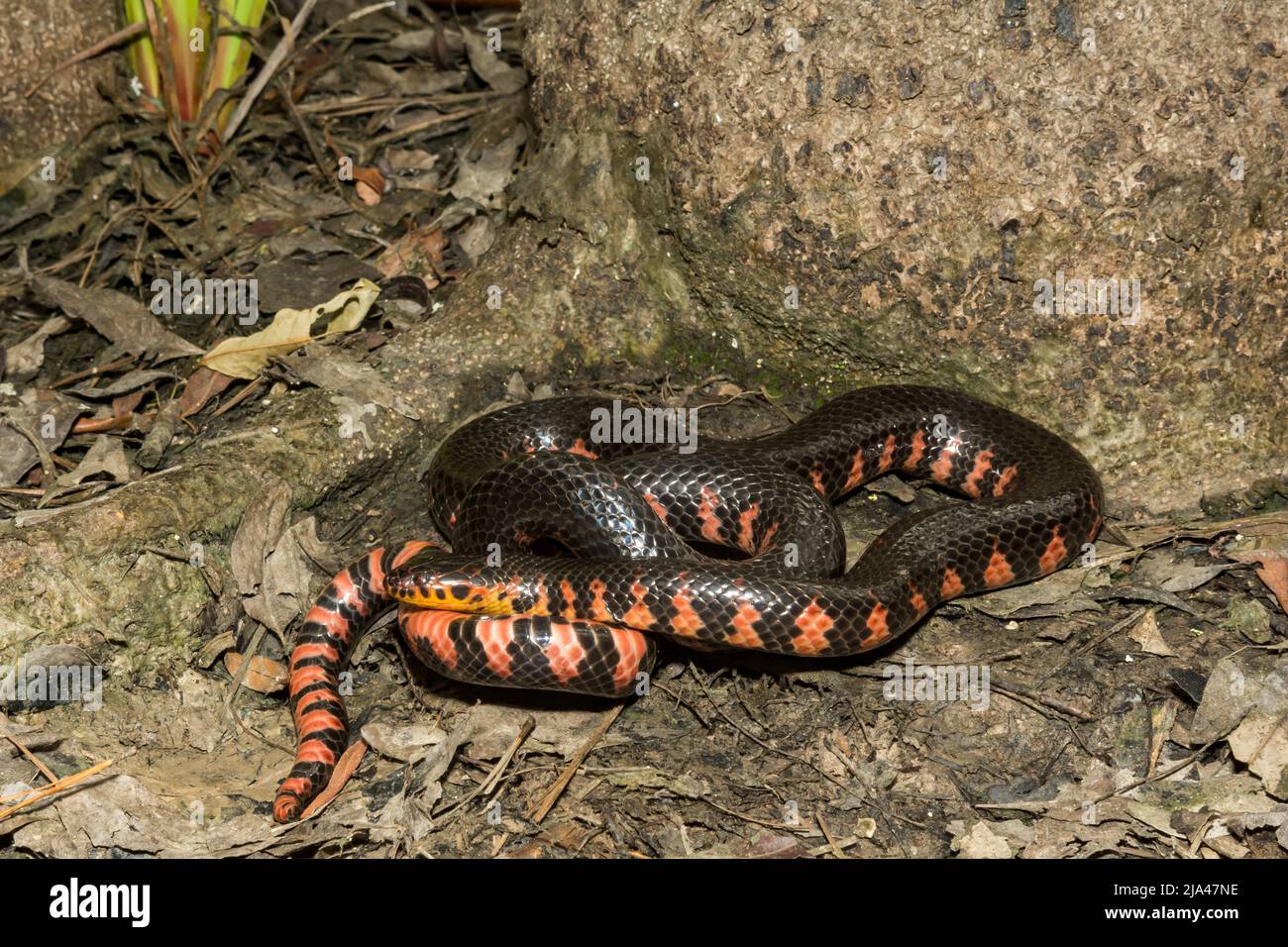 Eastern Mud Snake - Farancia abacura Stock Photo