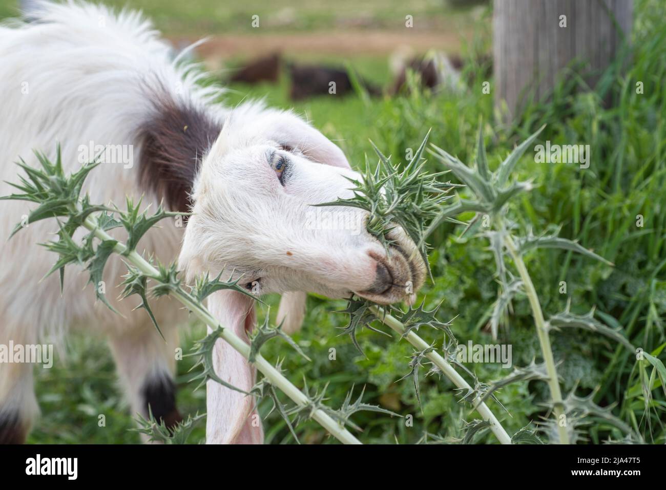 goat enjoying eating thorning plant Stock Photo