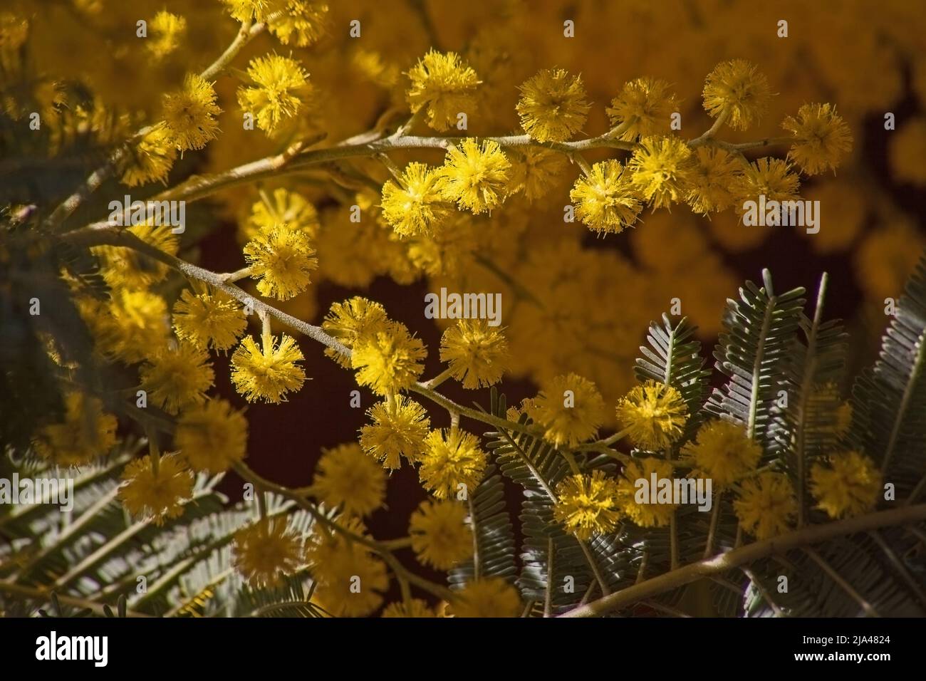 Macro image of the bright yellow flowers of the Black Wattle (Acasia mearnsii) Stock Photo