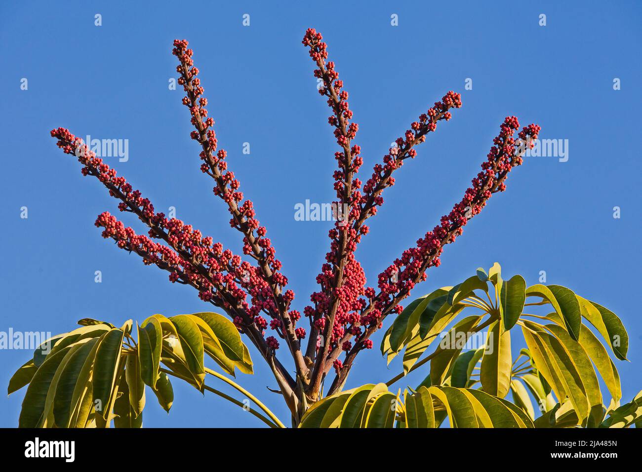Fruit stalks of the Umbrella Tree (Brassaia actinophylla) against blue