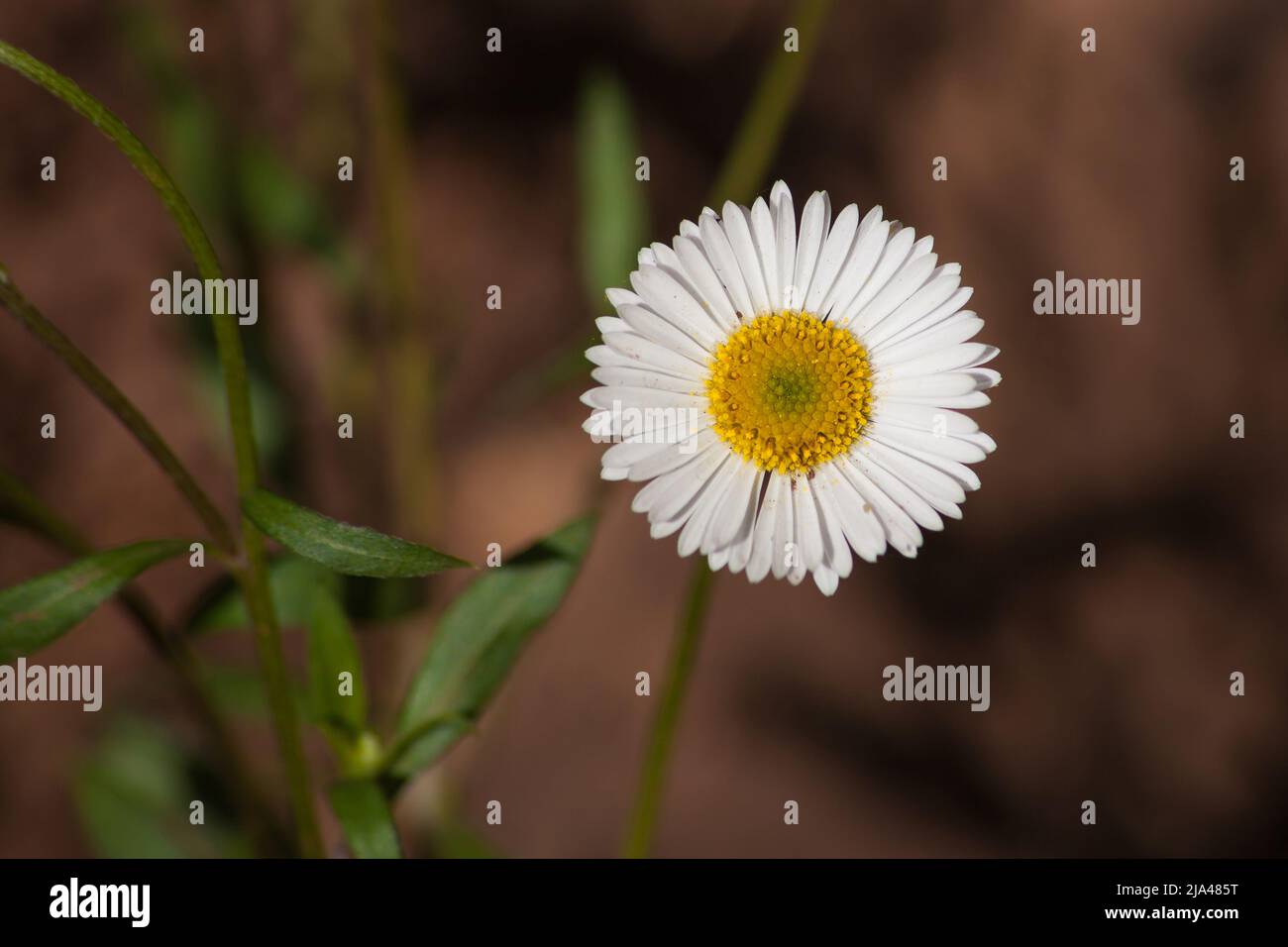 Macro image of a single Mexican Daisy (Erigeron karvinskianus) flower Stock Photo