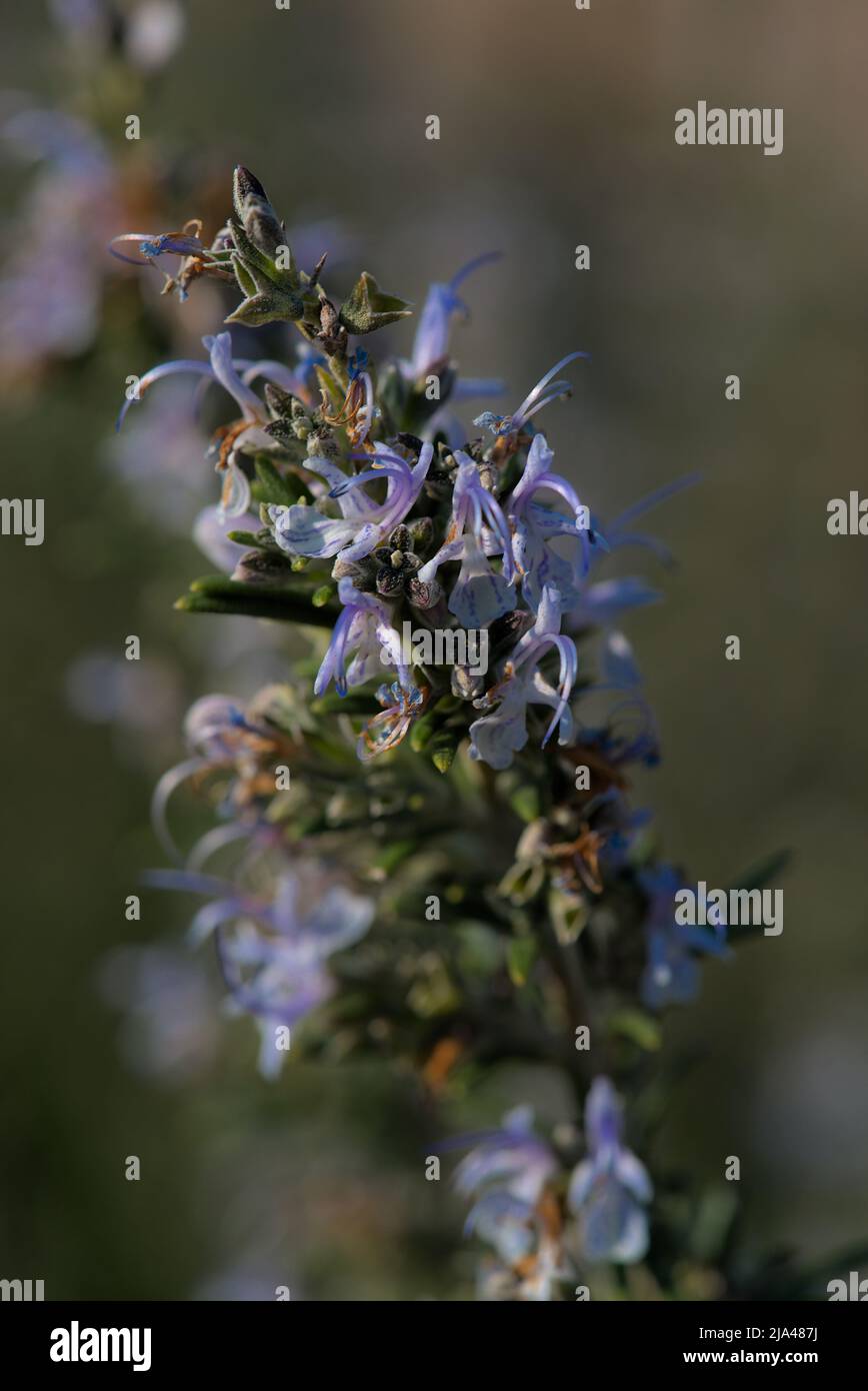 top of blue rosemary flowers (rosmarinus officinalis) close up Stock Photo