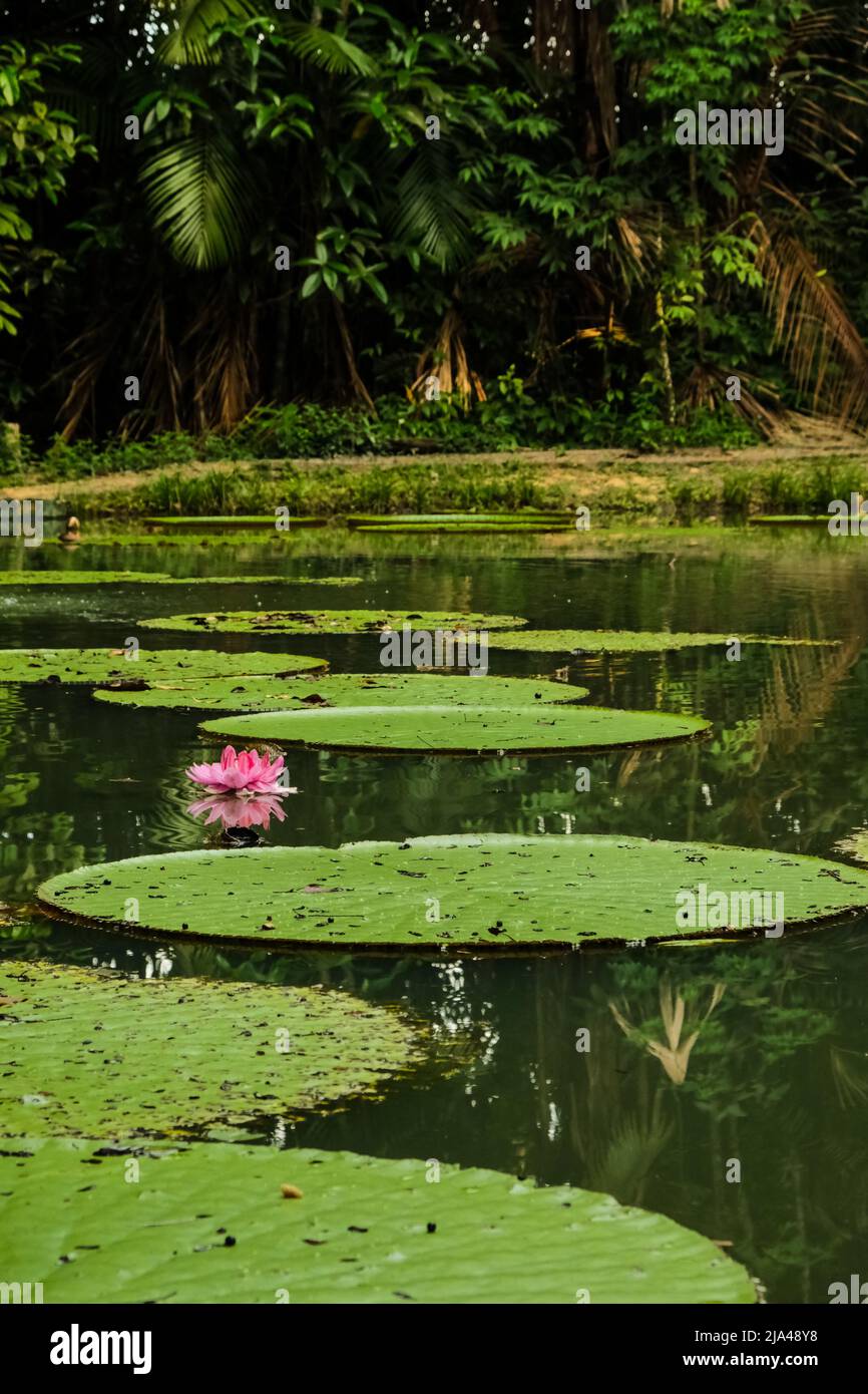 Victoria amazonica flower, the largest of the water lily family Nymphaeaceae, in a pond at Museu da Amazônia - MUSA, in Manaus, Brazil Stock Photo