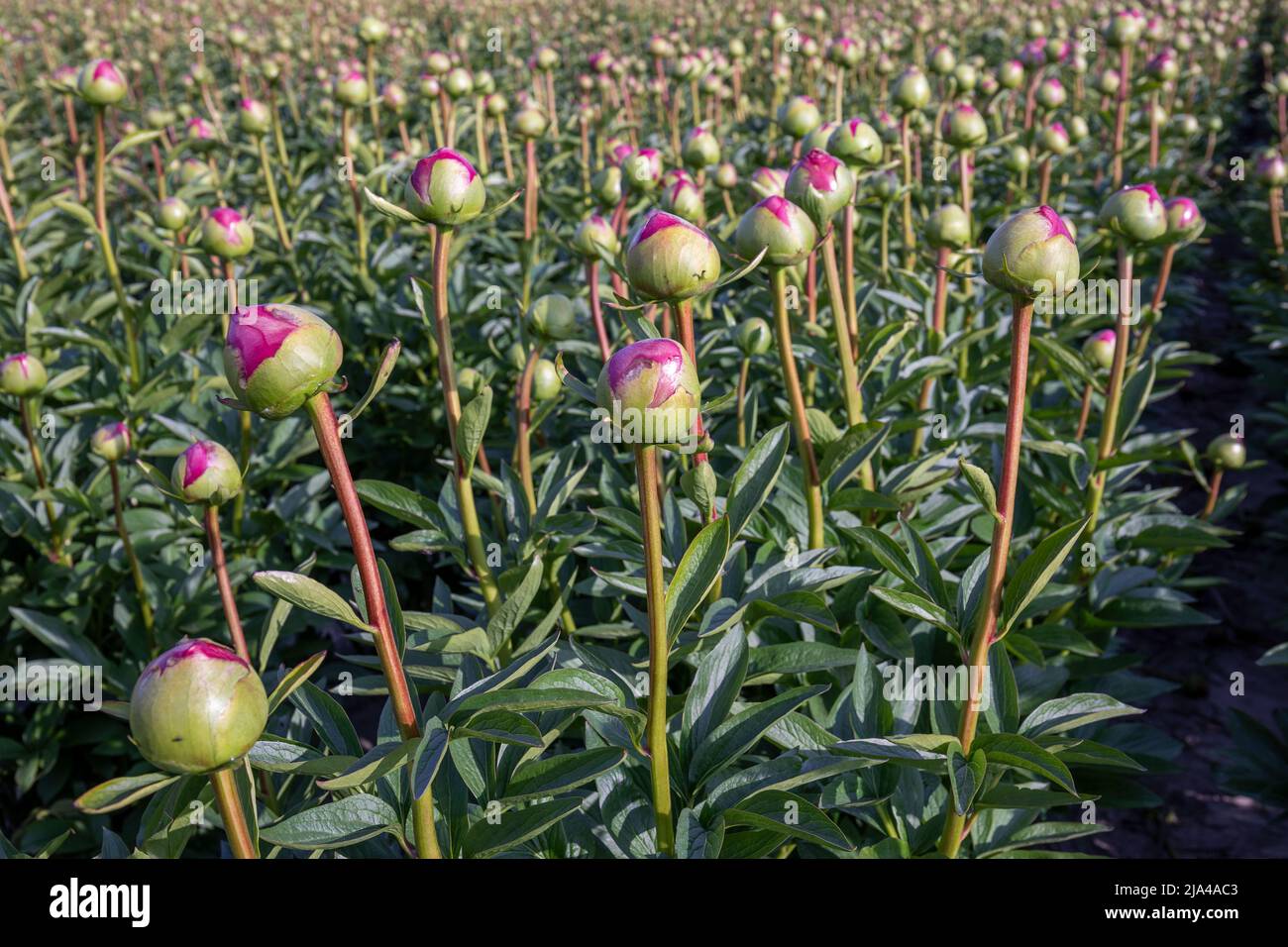 Pink flowers peonies flowering on background pink peonies. Peonies ...