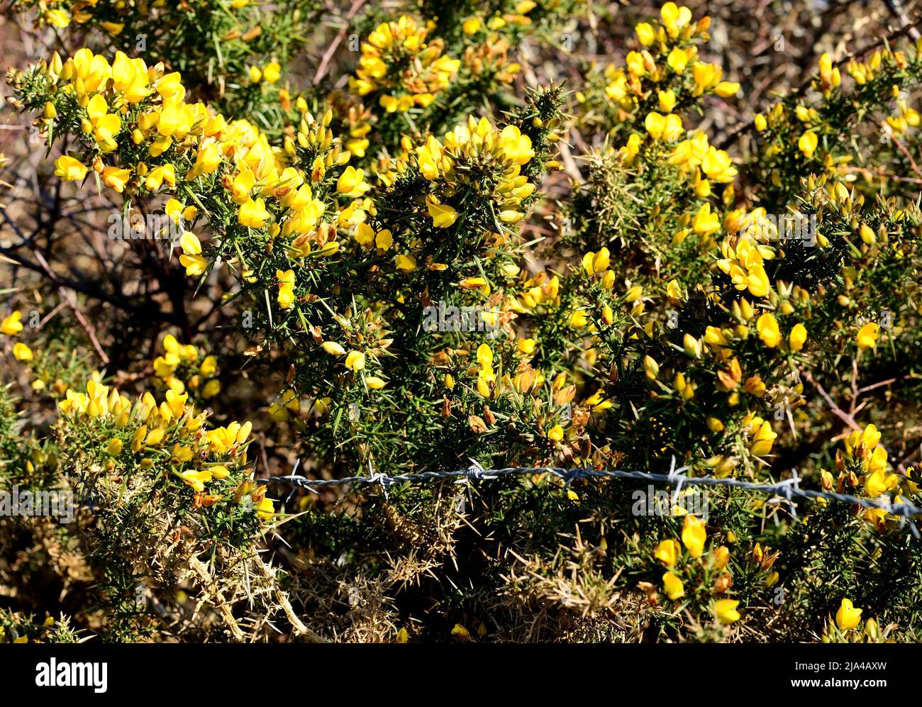 Barbed wire in a gorse bush Stock Photo Alamy