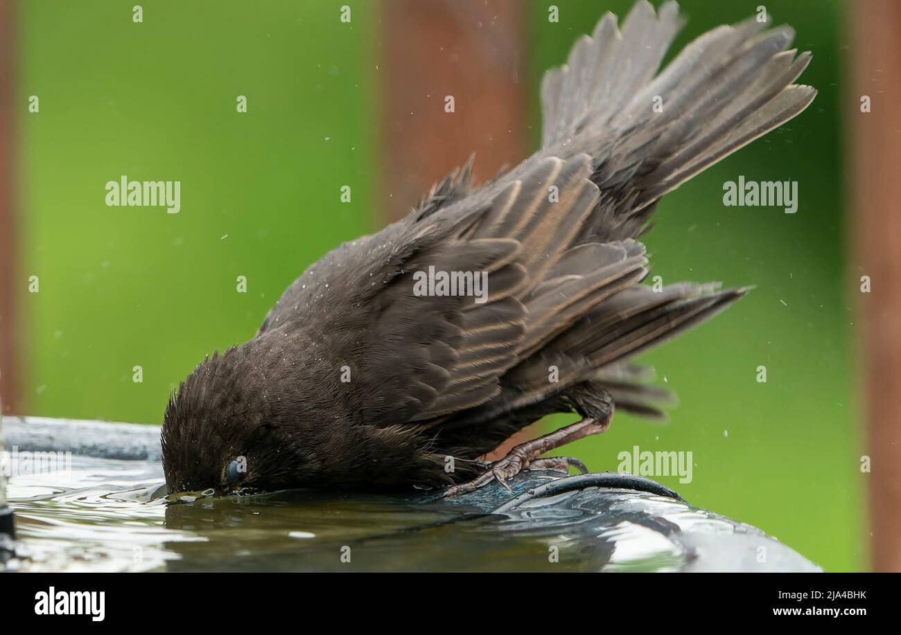 Starling frolicking around the bird bath Stock Photo Alamy