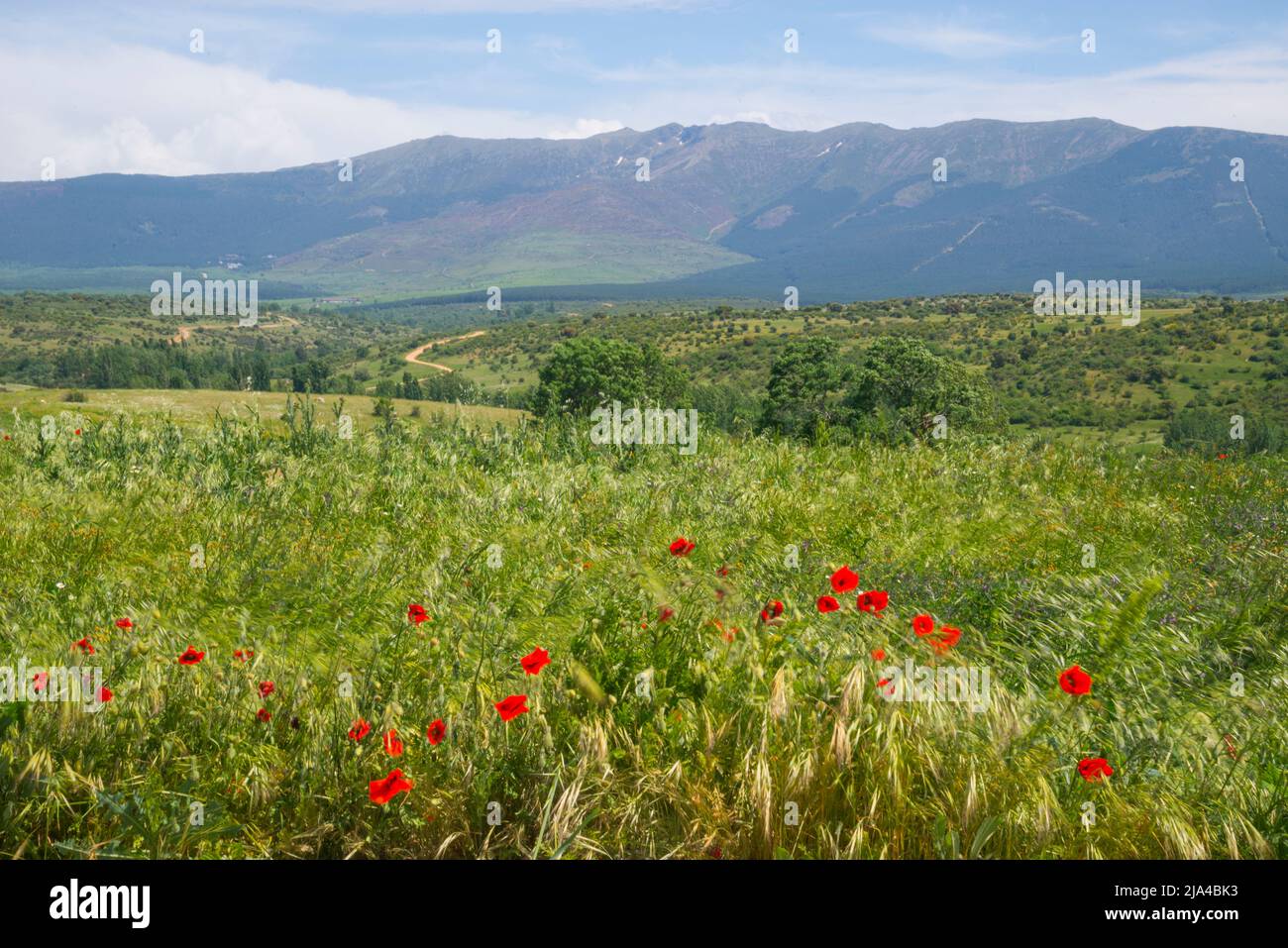 Spring landscape. Cerezo de Arriba, Segovia province, Castilla Leon, Spain. Stock Photo