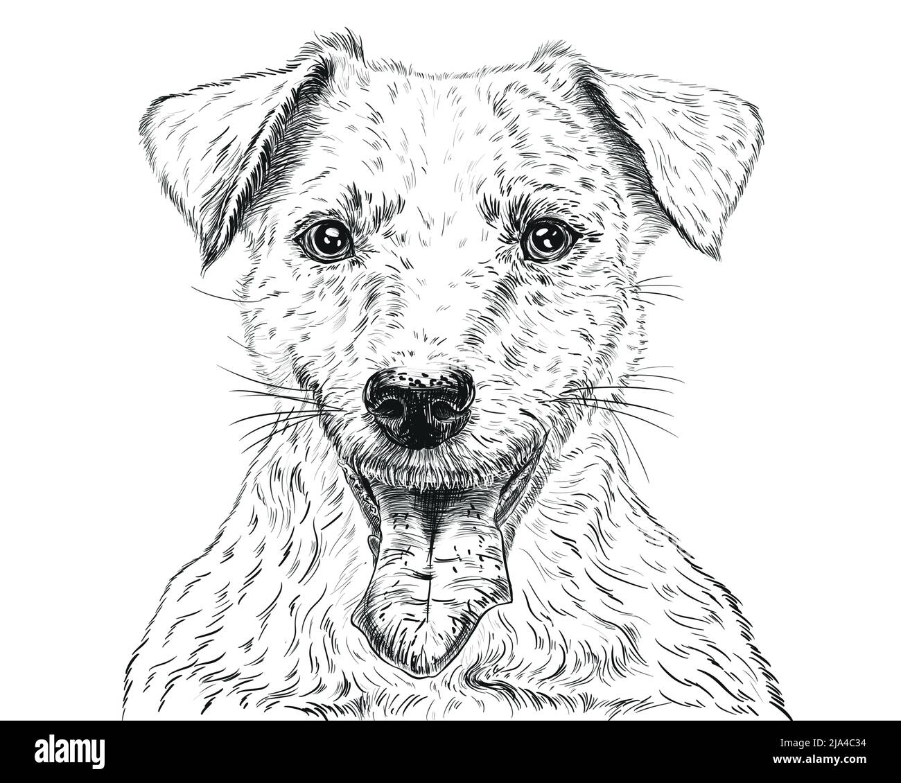 Beautiful jack russell terrier dog Stock Photo Alamy