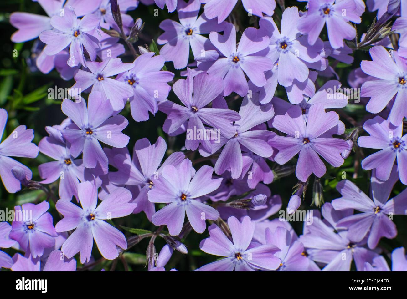 Green foliage of creeping phlox hi-res stock photography and images - Alamy